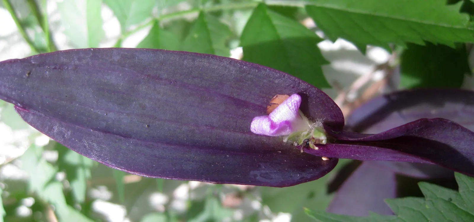 Purple Heart, Purple Queen (Tradescantia Pallida 'Purpurea') — and as a covetable ground cover; small pink or purple flowers may bloom in the summer, image 107