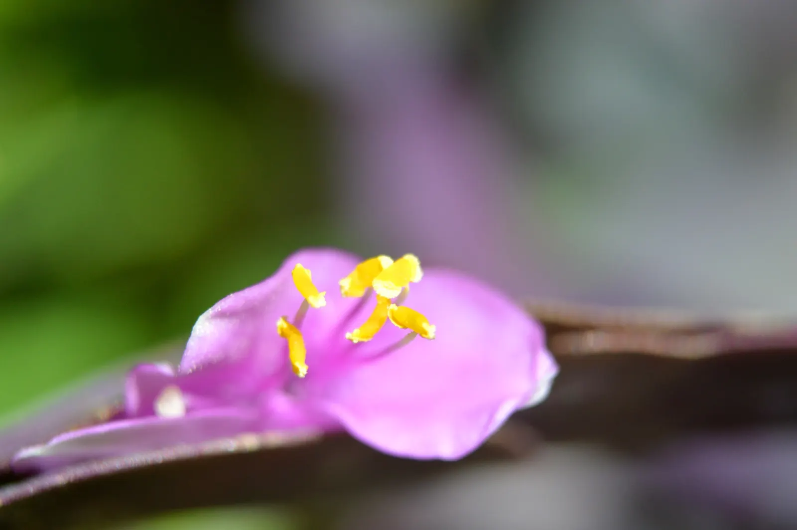 Purple Heart, Purple Queen (Tradescantia Pallida 'Purpurea') — Its striking color makes it a focal point when paired with plants of lighter and varying green