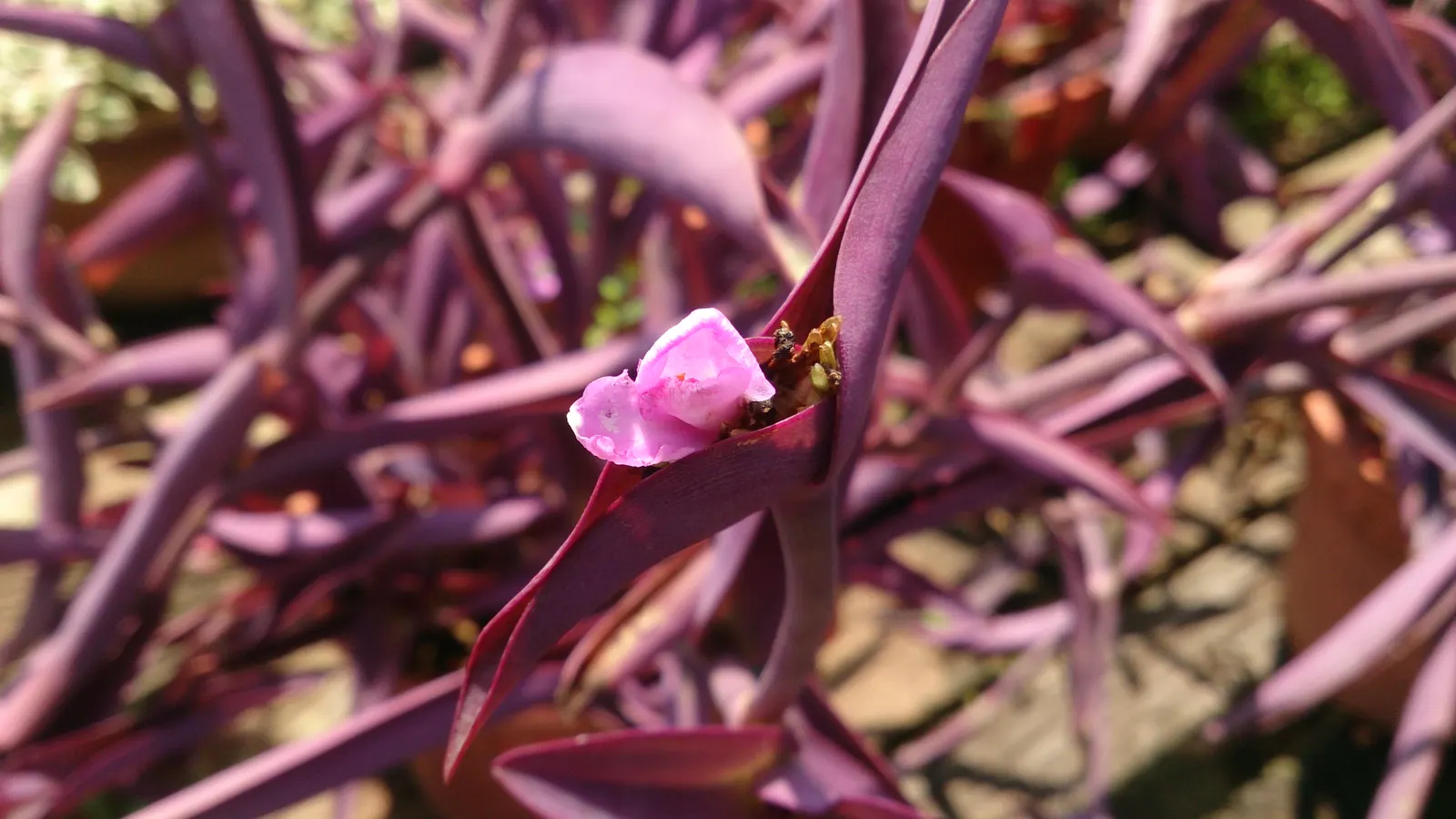Purple Heart, Purple Queen (Tradescantia Pallida 'Purpurea') — Tradescantia pallida 'Purpurea,' commonly called Purple Heart or Purple Queen; small, image 47