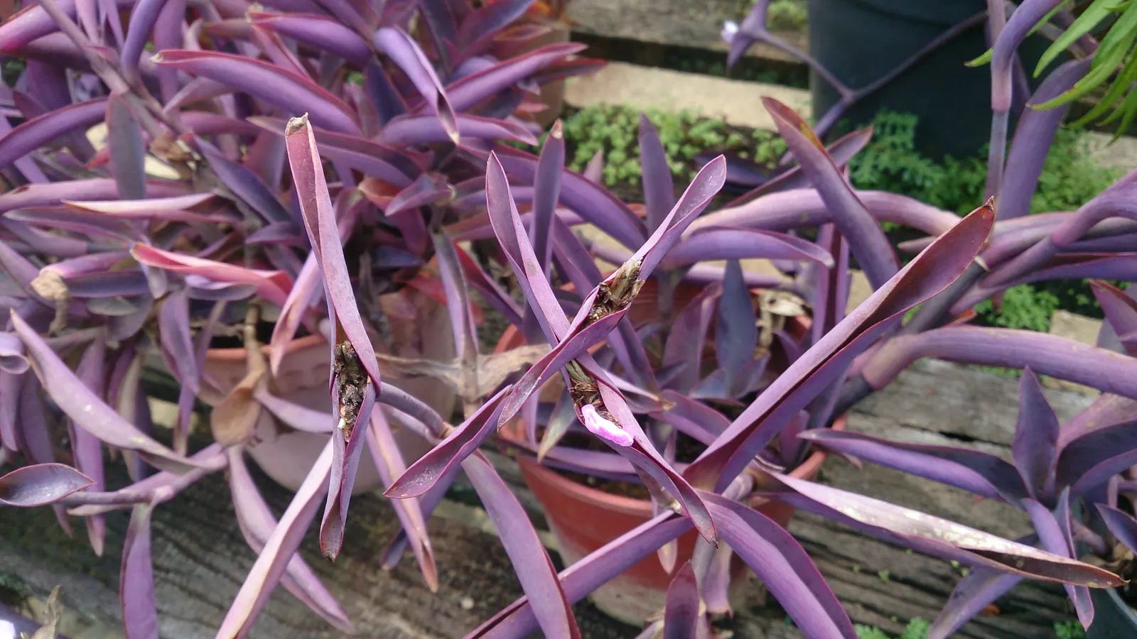 Purple Heart, Purple Queen (Tradescantia Pallida 'Purpurea') — Tradescantia pallida 'Purpurea,' commonly called Purple Heart or Purple Queen; small, image 70