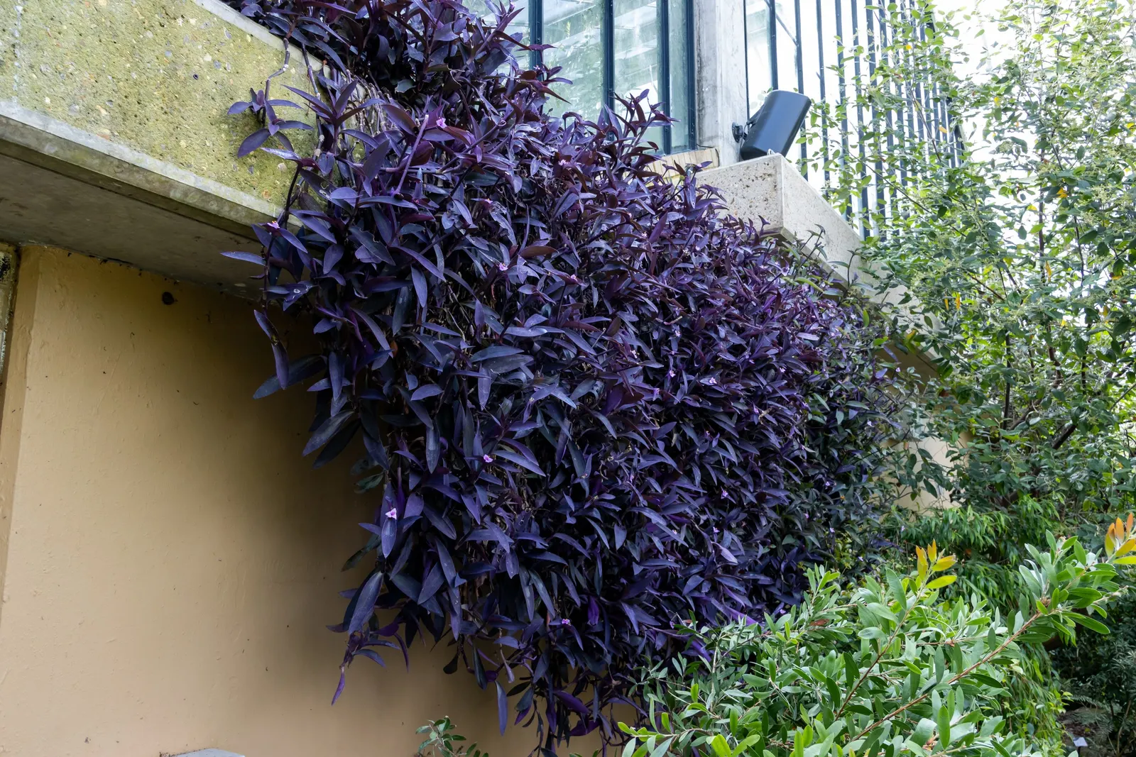 Purple Heart, Purple Queen (Tradescantia Pallida 'Purpurea') — commonly referred to as Purple Heart or Purple Queen; in addition to its foliage, image 51