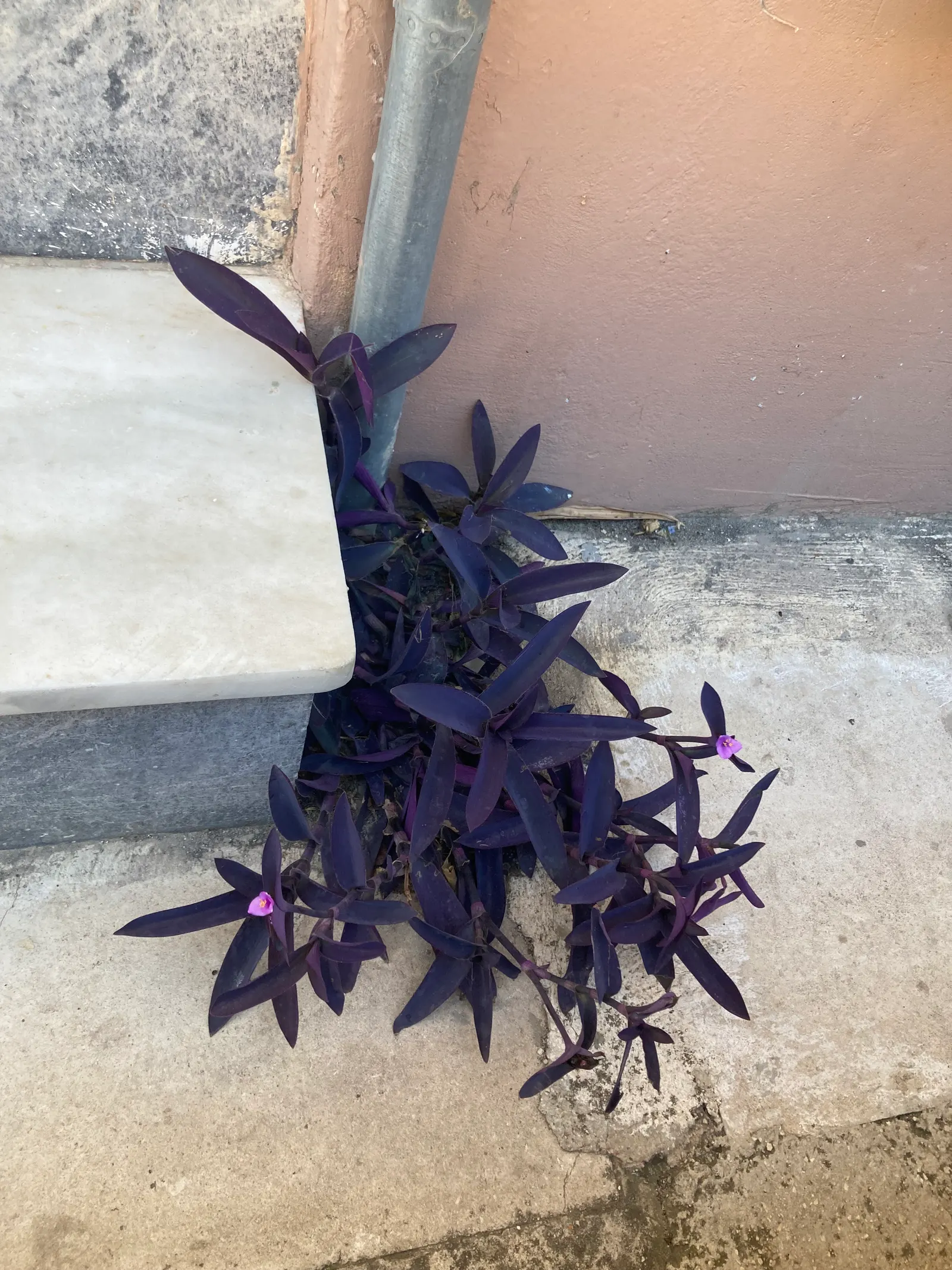 Purple Heart, Purple Queen (Tradescantia Pallida 'Purpurea') — reaching 16 to 18 inches in height and spreading 24 to 36 inches wide; offering a, image 48