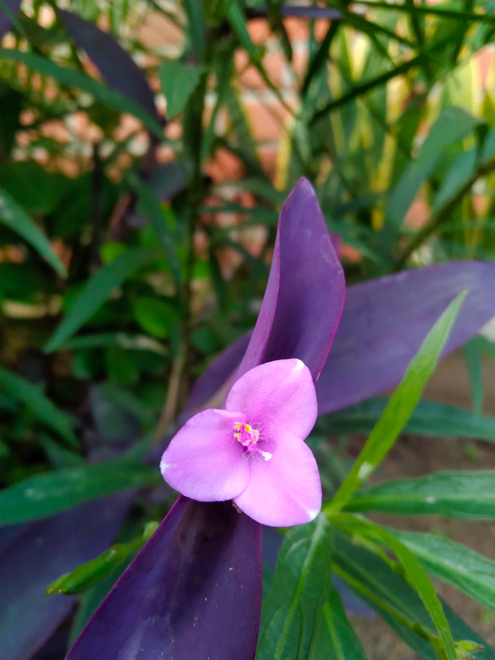 Purple Heart, Purple Queen (Tradescantia Pallida 'Purpurea') — the Purple Heart is suitable for borders; makes it perfect for ground cover, image 106