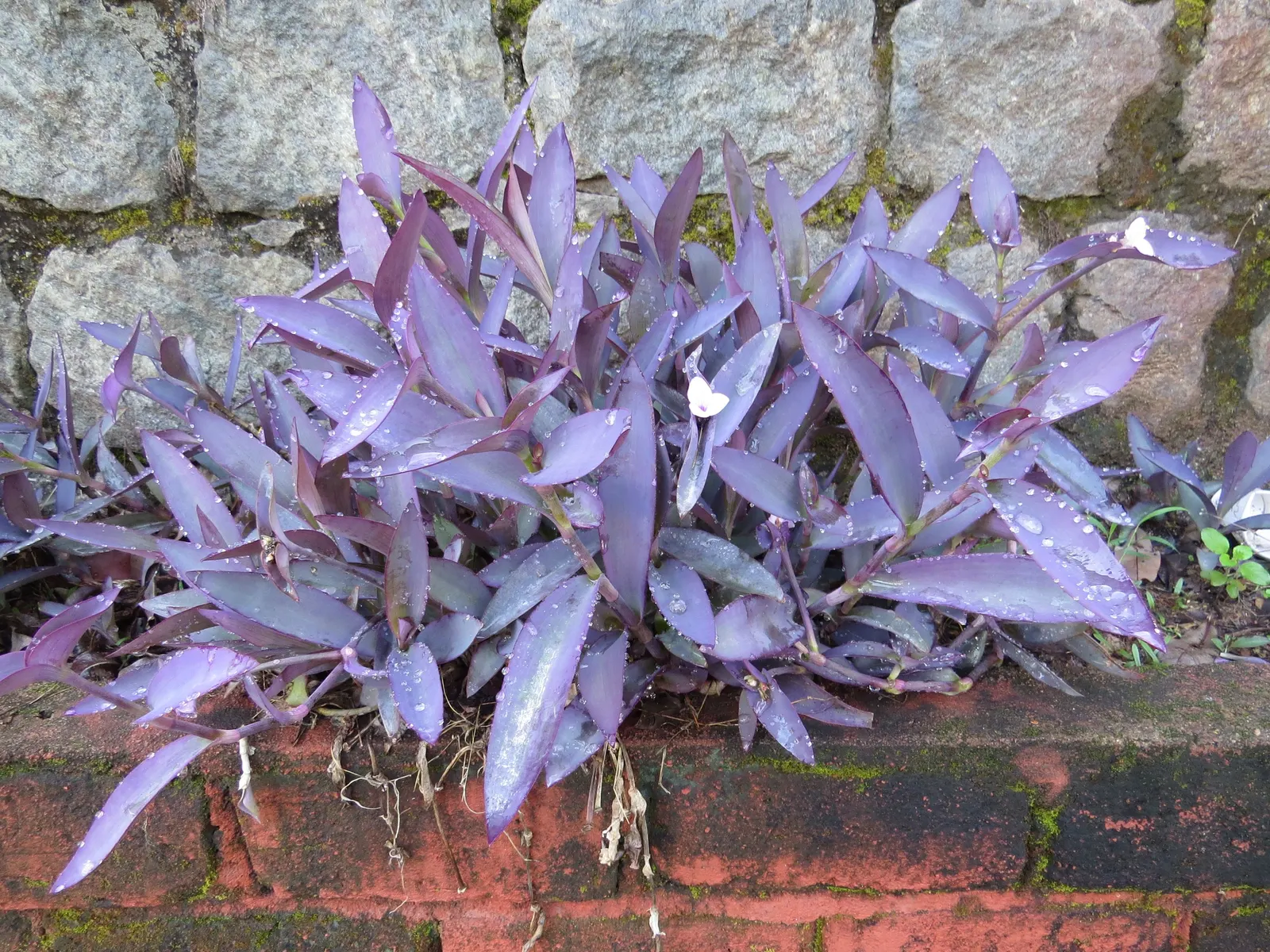 Purple Heart, Purple Queen (Tradescantia Pallida 'Purpurea') — Tradescantia pallida 'Purpurea,' commonly called Purple Heart or Purple Queen; small, image 93
