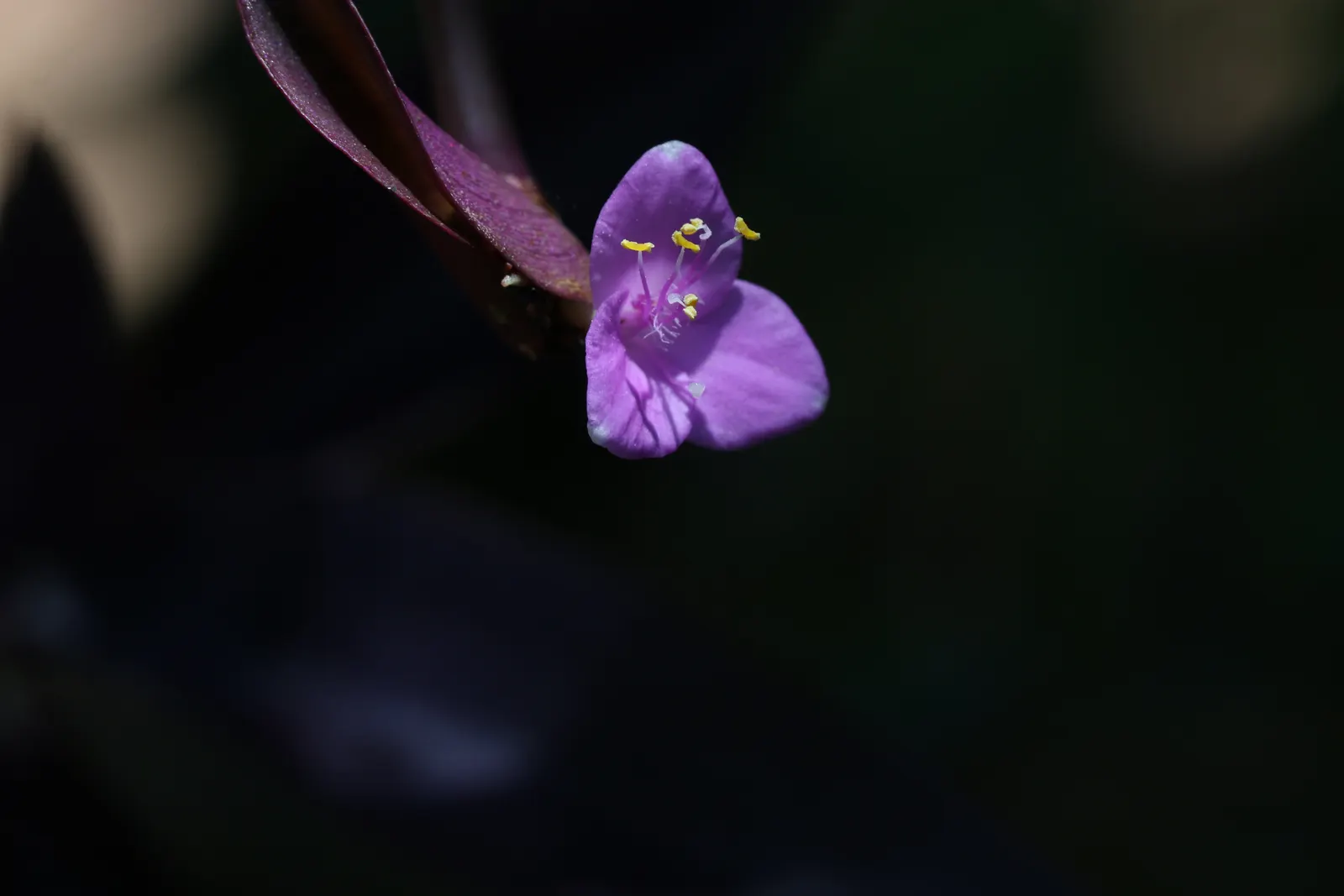Purple Heart, Purple Queen (Tradescantia Pallida 'Purpurea') — In addition to its foliage; the Purple Heart is suitable for borders, image 101
