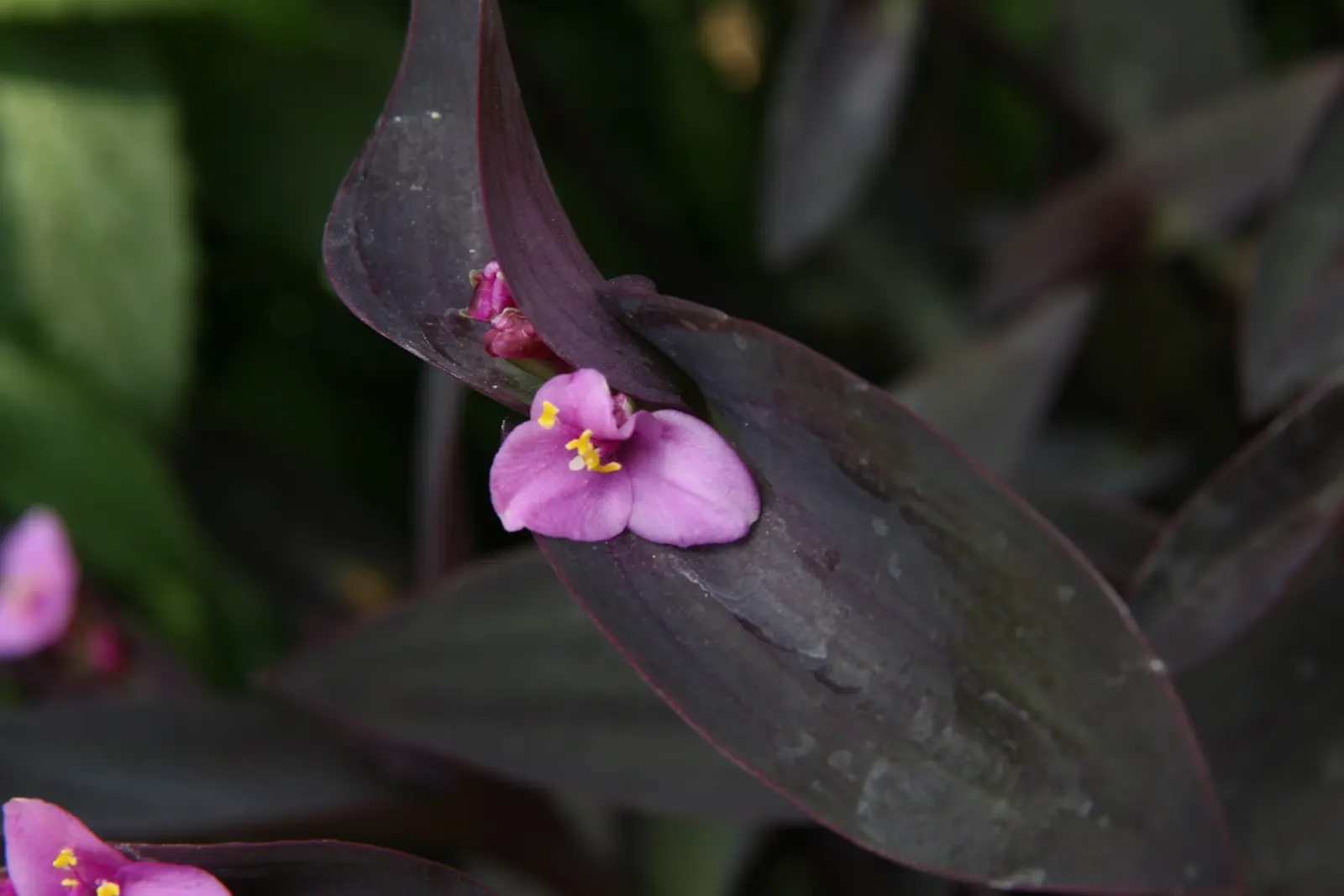 Purple Heart, Purple Queen (Tradescantia Pallida 'Purpurea') — the Purple Heart is suitable for borders; makes it perfect for ground cover