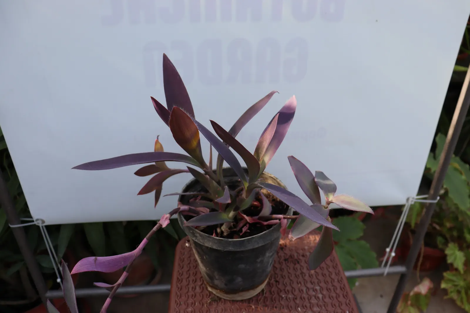 Purple Heart, Purple Queen (Tradescantia Pallida 'Purpurea') — is a striking perennial plant that adds a vivid splash of color to your landscape, image 29