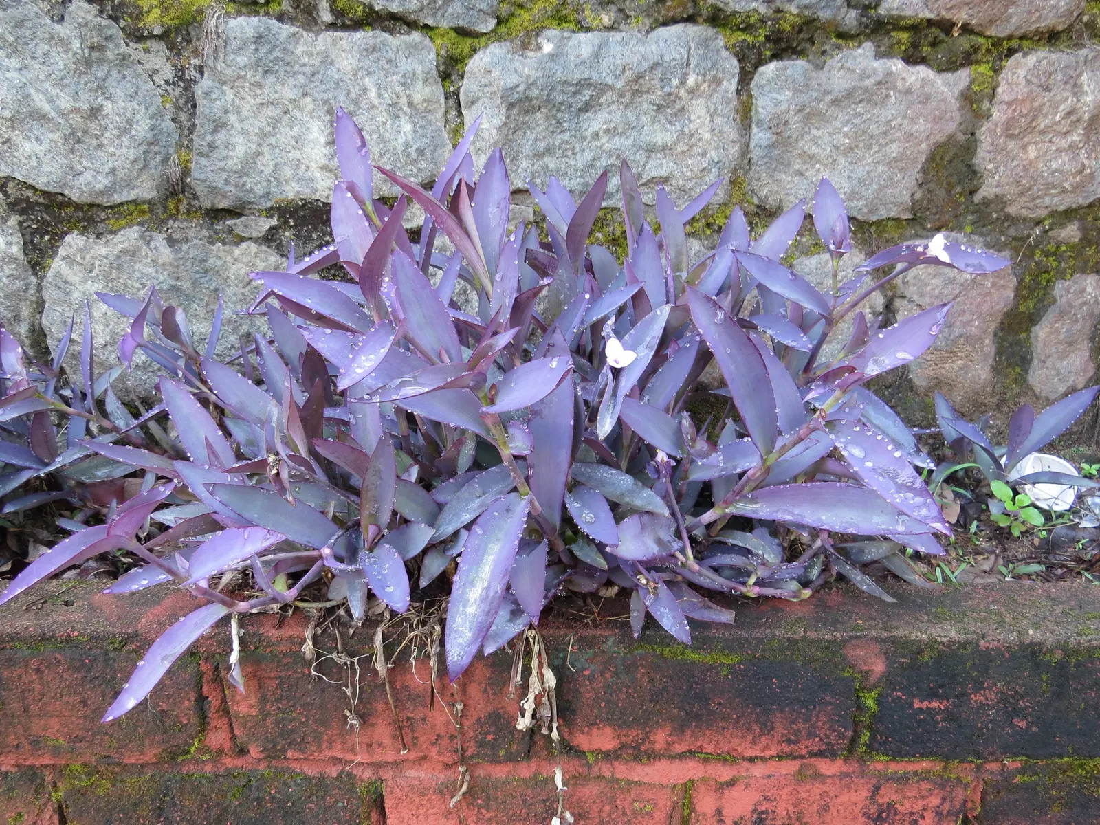 Purple Heart, Purple Queen (Tradescantia Pallida 'Purpurea') — is a striking perennial plant that adds a vivid splash of color to your landscape, image 75