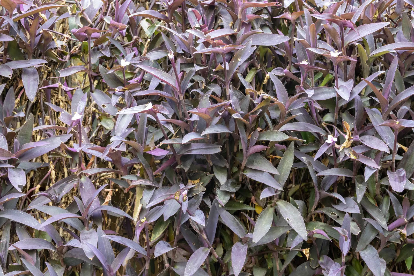 Purple Heart, Purple Queen (Tradescantia Pallida 'Purpurea') — creating a visually pleasing tapestry of textures and shades; tradescantia pallida 'Purpurea,'