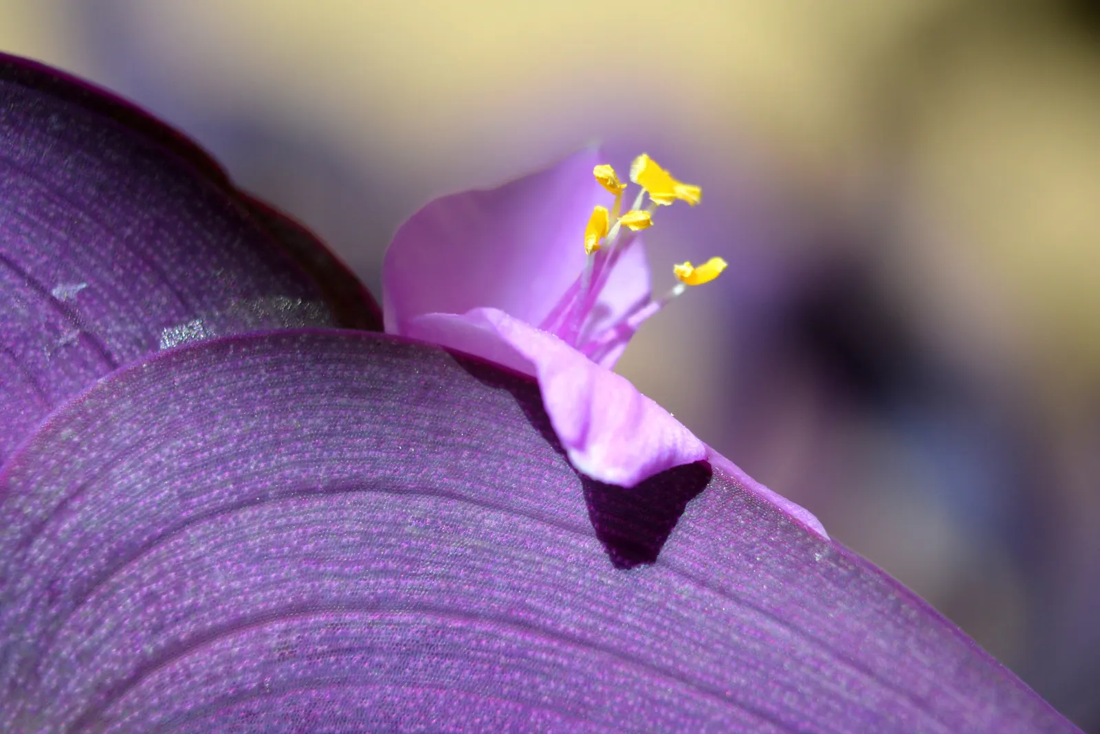 Purple Heart, Purple Queen (Tradescantia Pallida 'Purpurea') — Tradescantia pallida 'Purpurea,' commonly called Purple Heart or Purple Queen