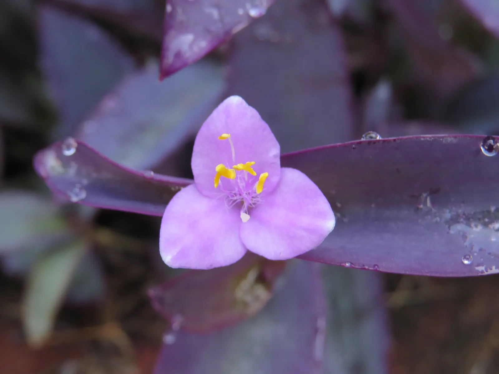 Purple Heart, Purple Queen (Tradescantia Pallida 'Purpurea') — the Purple Heart is suitable for borders; makes it perfect for ground cover, image 60