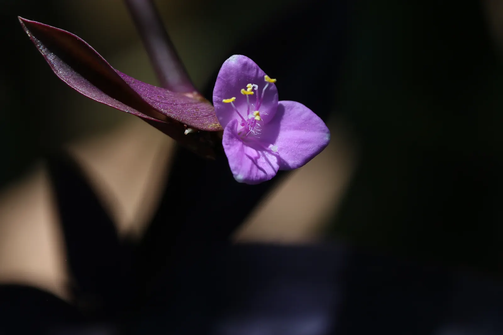 Purple Heart, Purple Queen (Tradescantia Pallida 'Purpurea') — the Purple Heart enjoys full sun to partial shade and prefers well-drained soil, image 76