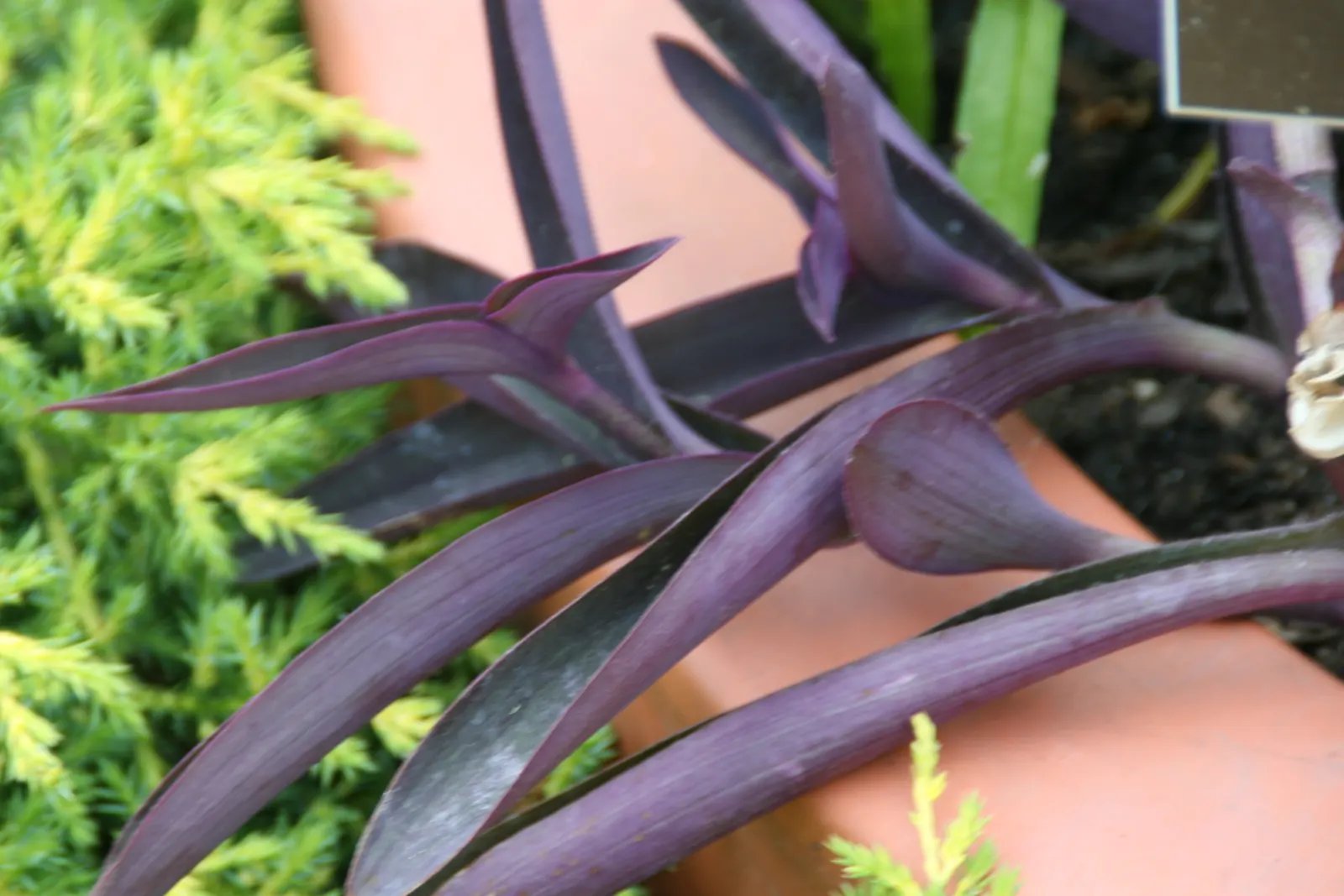 Purple Heart, Purple Queen (Tradescantia Pallida 'Purpurea') — Small, three-petaled pale pink flowers complement its vibrant foliage in summer