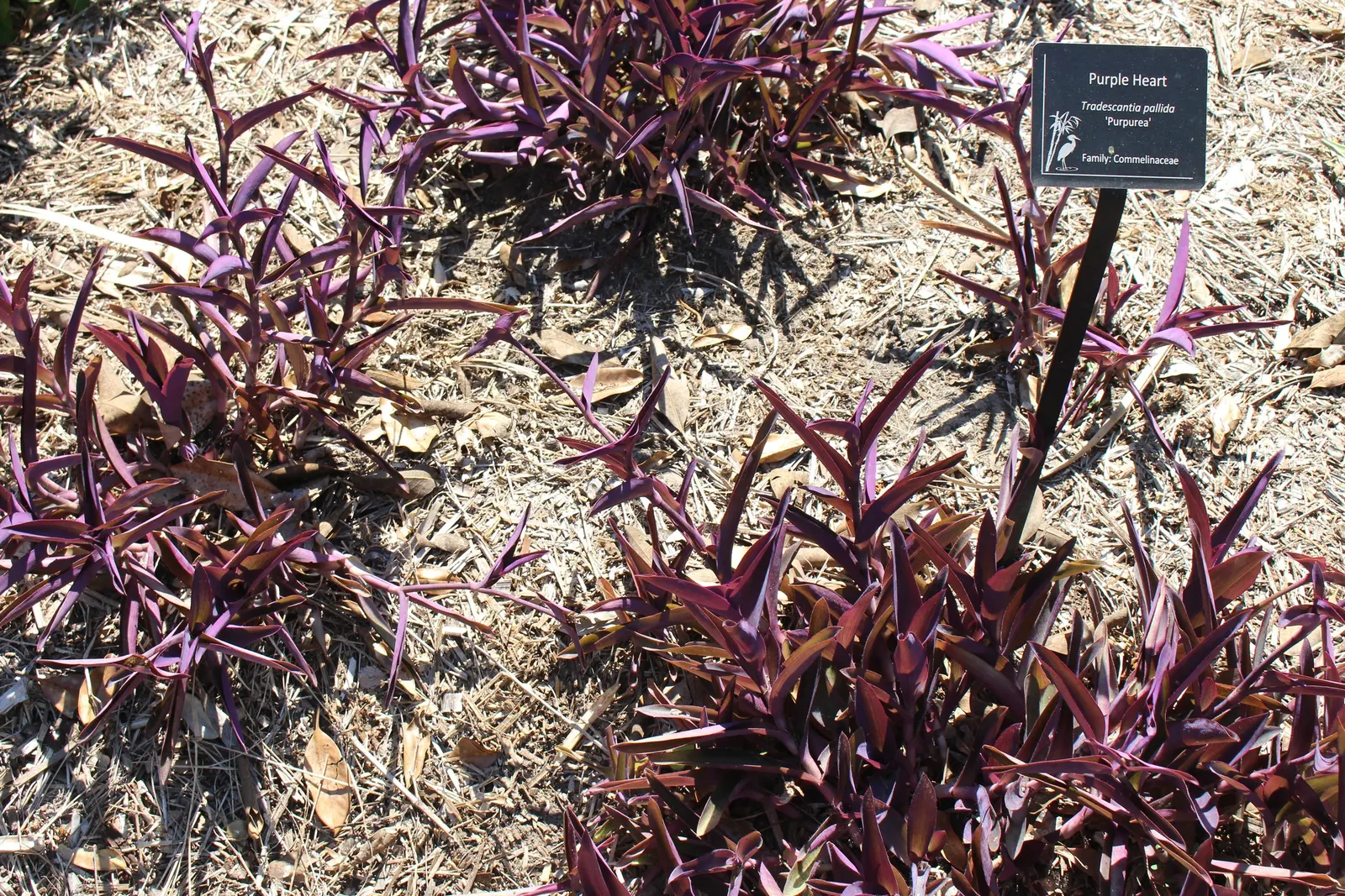 Purple Heart, Purple Queen (Tradescantia Pallida 'Purpurea') — and as a covetable ground cover; small pink or purple flowers may bloom in the summer