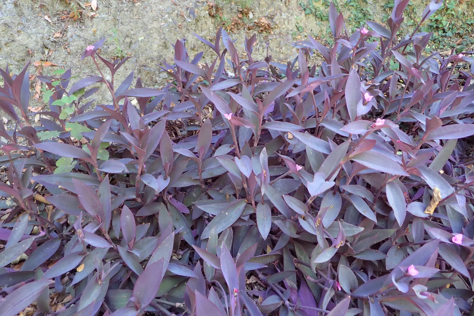 Purple Heart, Purple Queen (Tradescantia Pallida 'Purpurea') — Its striking color makes it a focal point when paired with plants of lighter and, image 108