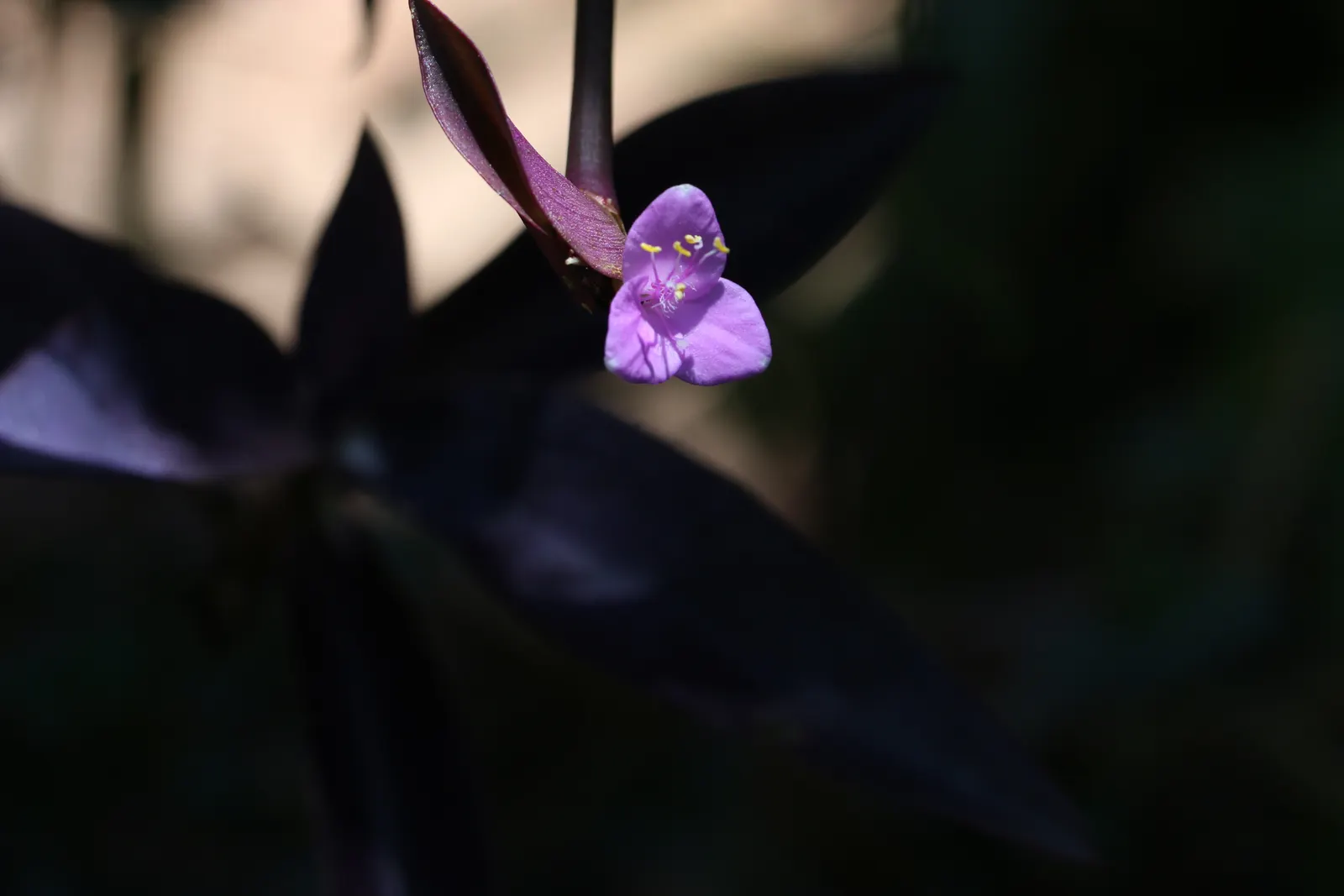 Purple Heart, Purple Queen (Tradescantia Pallida 'Purpurea') — is a striking perennial plant that adds a vivid splash of color to your landscape with its deep