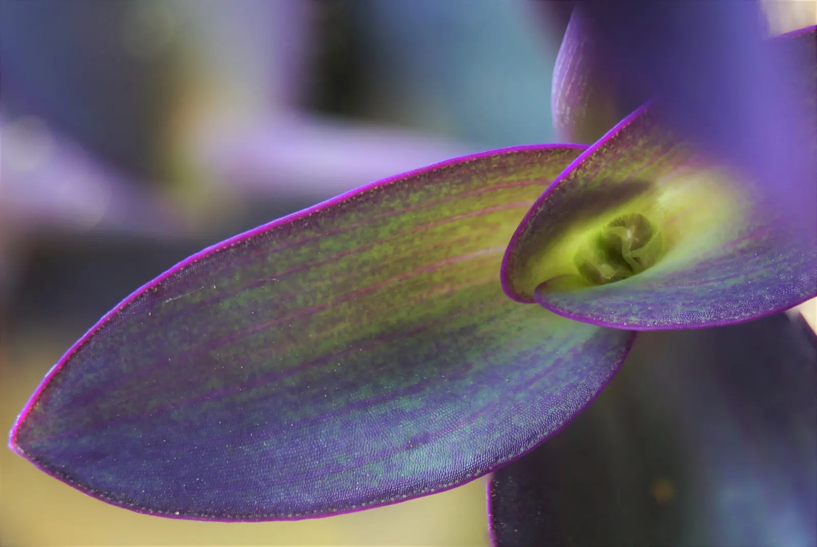 Purple Heart, Purple Queen (Tradescantia Pallida 'Purpurea') — the Purple Heart is suitable for borders; makes it perfect for ground cover, image 83