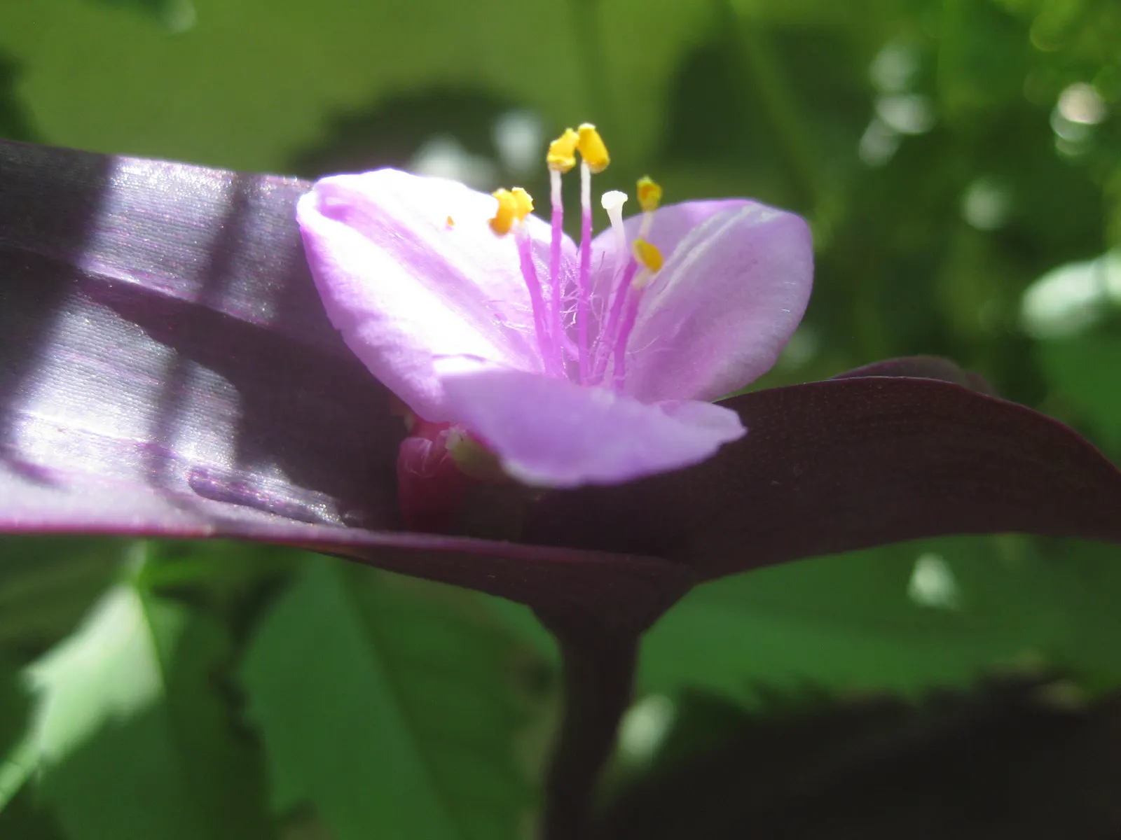 Purple Heart, Purple Queen (Tradescantia Pallida 'Purpurea') — The Purple Heart propagates easily from cuttings; so handling with gloves is, image 82