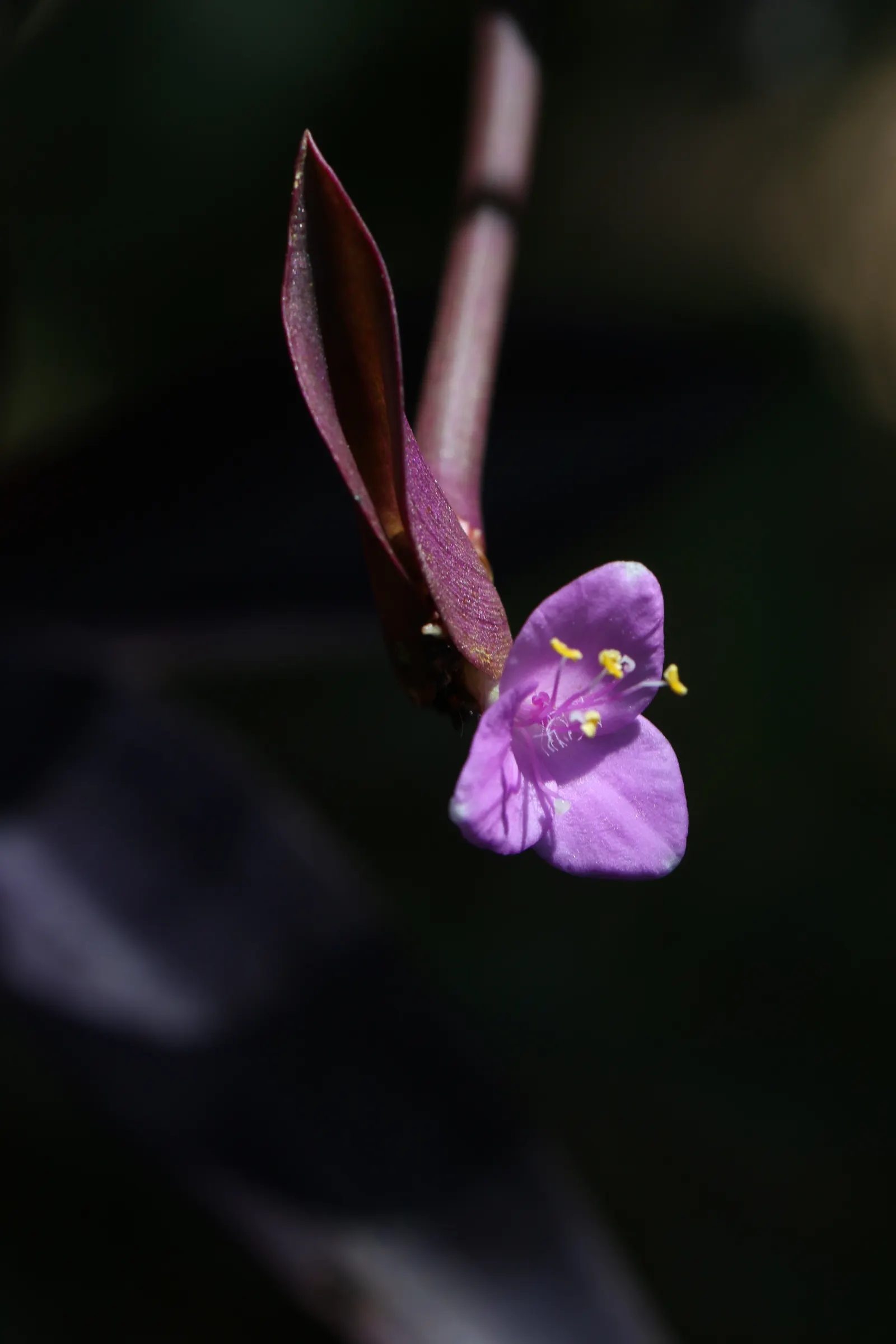 Purple Heart, Purple Queen (Tradescantia Pallida 'Purpurea') — creating a visually pleasing tapestry of textures and shades; tradescantia pallida, image 63