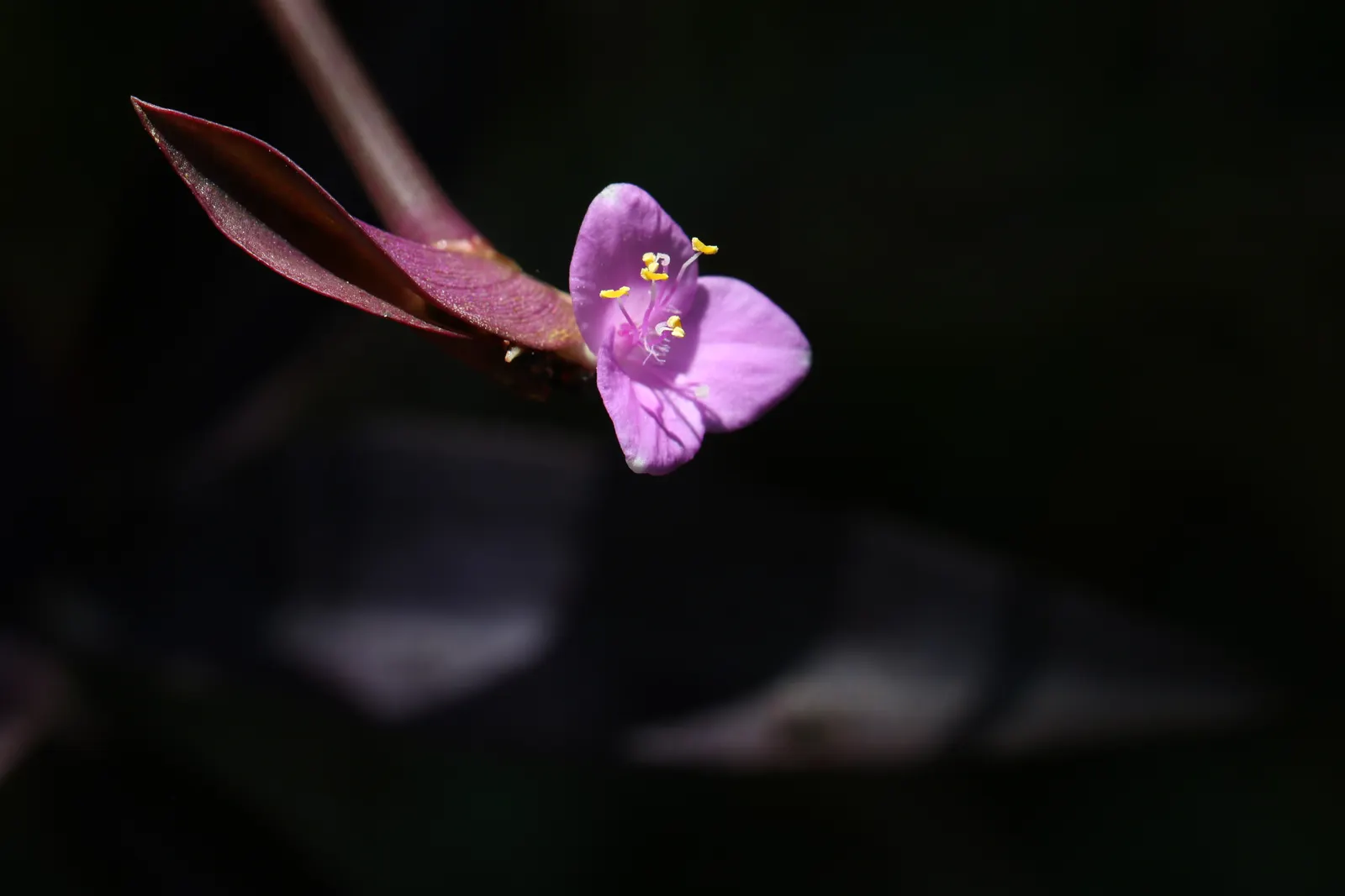 Purple Heart, Purple Queen (Tradescantia Pallida 'Purpurea') — Tradescantia pallida 'Purpurea,' commonly called Purple Heart or Purple Queen; small, image 116