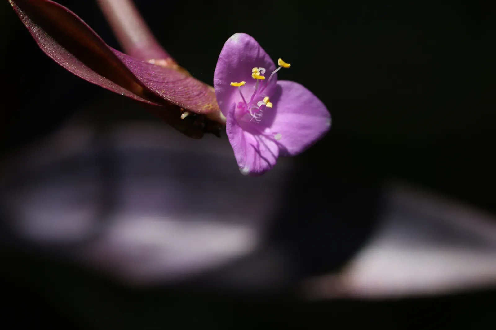 Purple Heart, Purple Queen (Tradescantia Pallida 'Purpurea') — and it's best to keep it away from pets as it can be toxic if ingested; ground cover, image 112