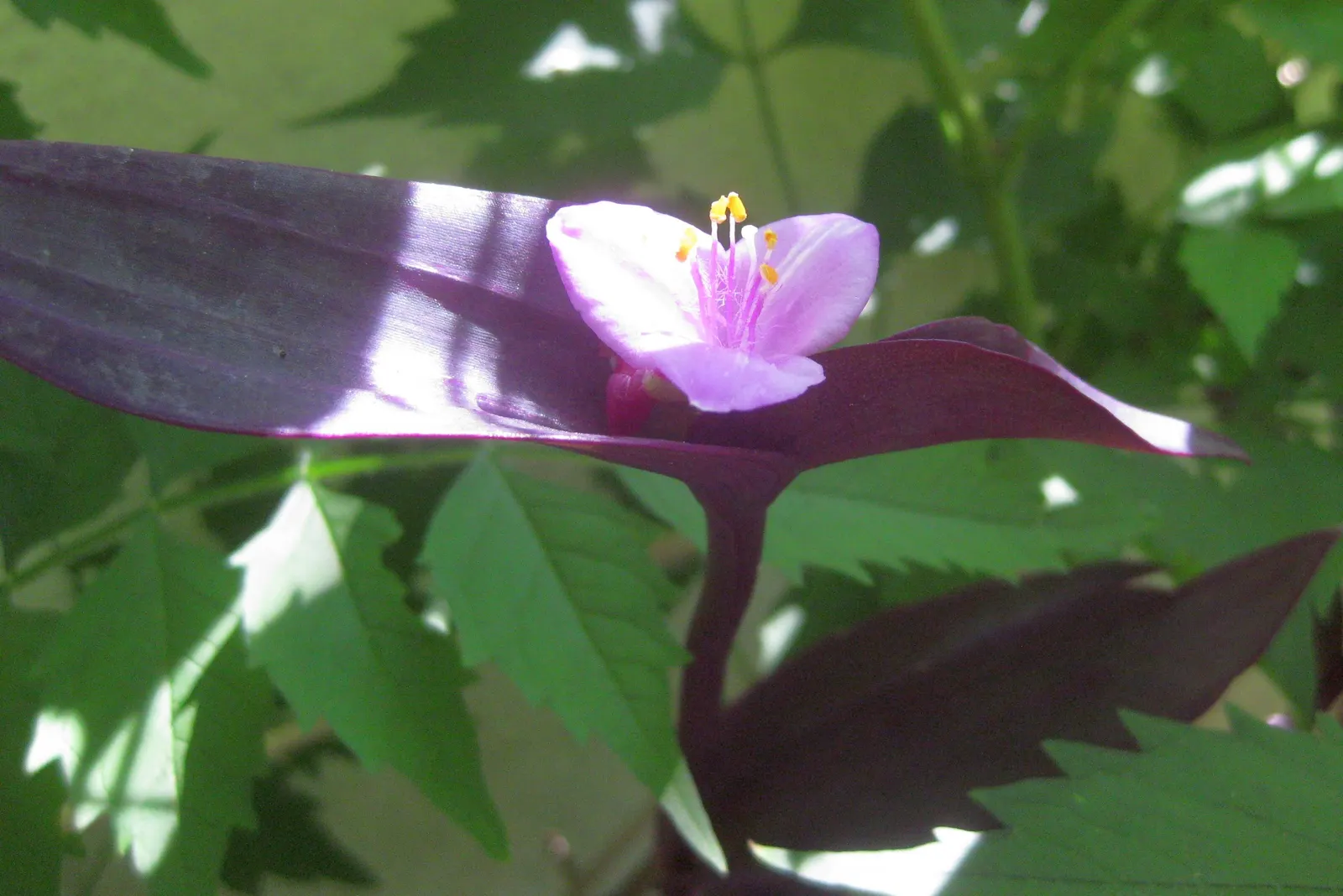 Purple Heart, Purple Queen (Tradescantia Pallida 'Purpurea') — small pink or purple flowers may bloom in the summer; lavender and pink and purple, image 102
