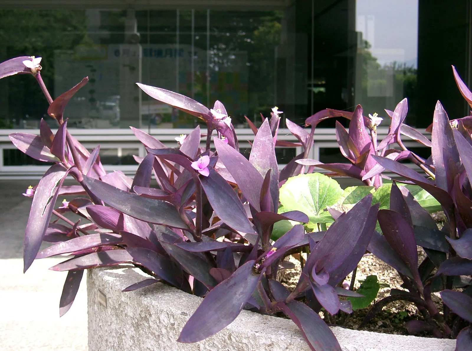 Purple Heart, Purple Queen (Tradescantia Pallida 'Purpurea') — makes it perfect for ground cover; it should be noted that the sap may cause skin, image 118