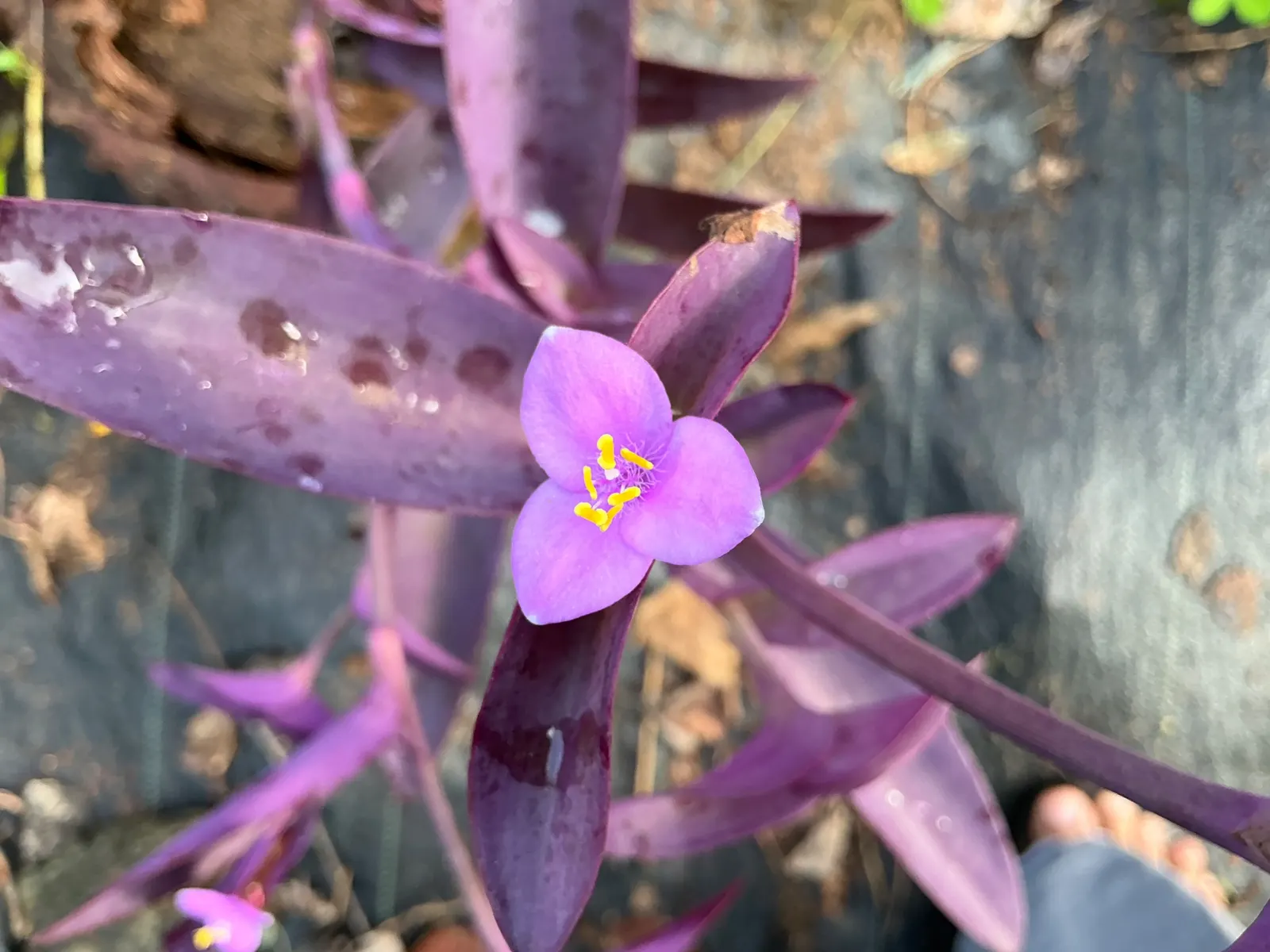 Purple Heart, Purple Queen (Tradescantia Pallida 'Purpurea') — offering a subtle contrast to the dominant purple hues of its leaves.<br><br>For, image 34