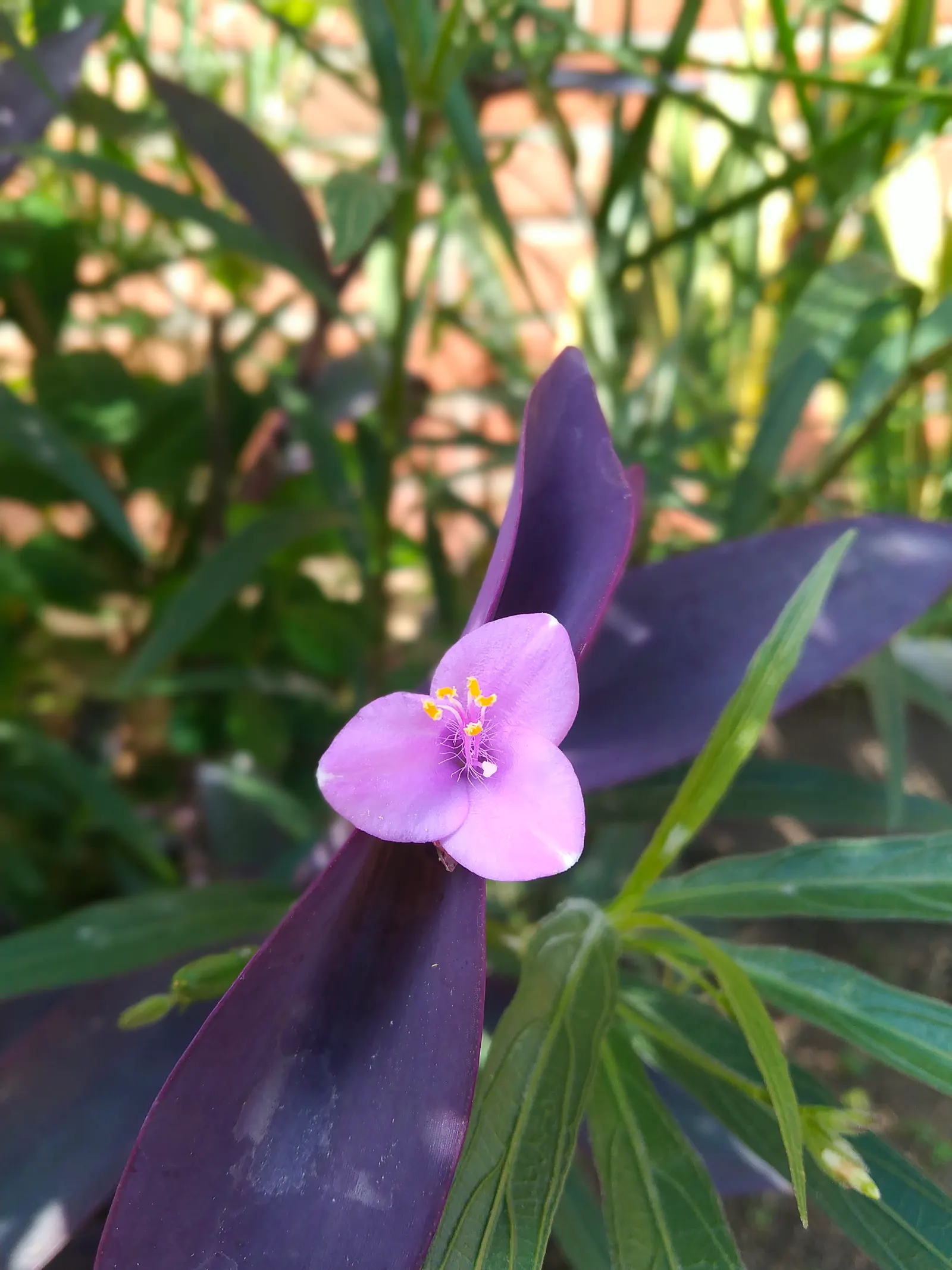 Purple Heart, Purple Queen (Tradescantia Pallida 'Purpurea') — ground cover / perennial with lavender and pink and purple blooms; the Purple Heart, image 114