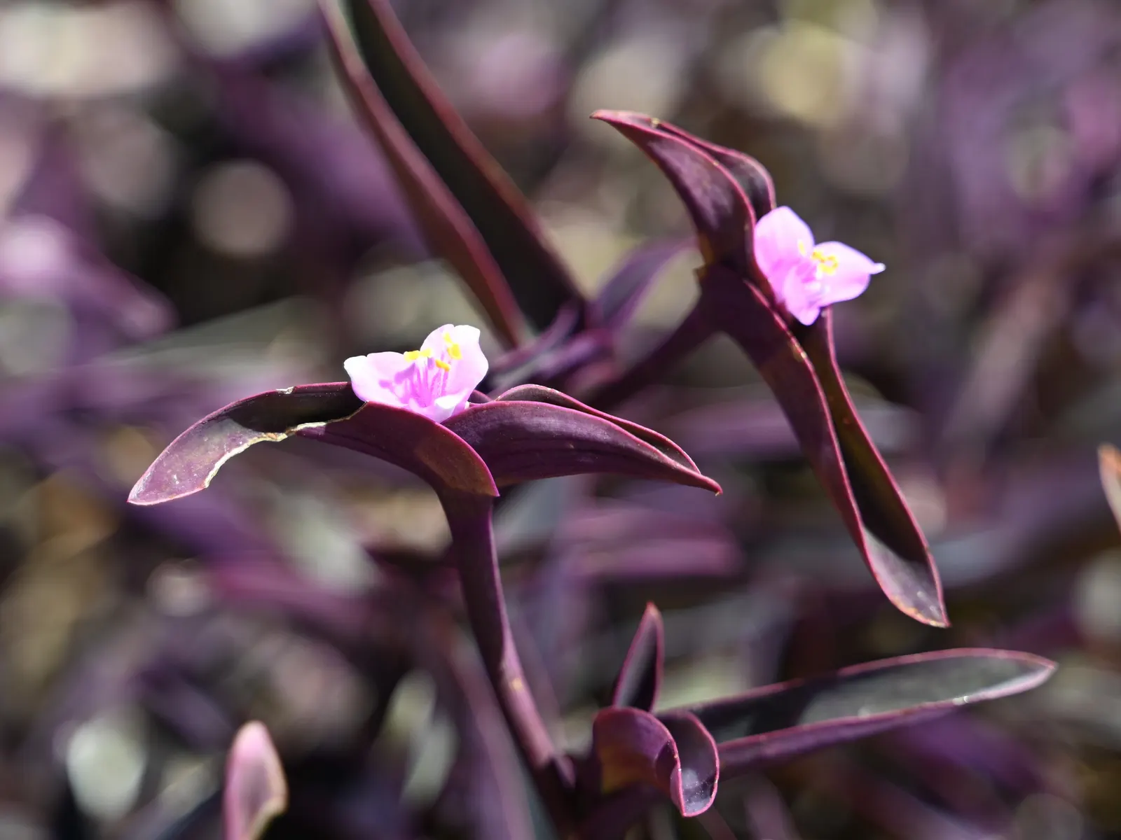 Purple Heart, Purple Queen (Tradescantia Pallida 'Purpurea') — Its striking color makes it a focal point when paired with plants of lighter and, image 39