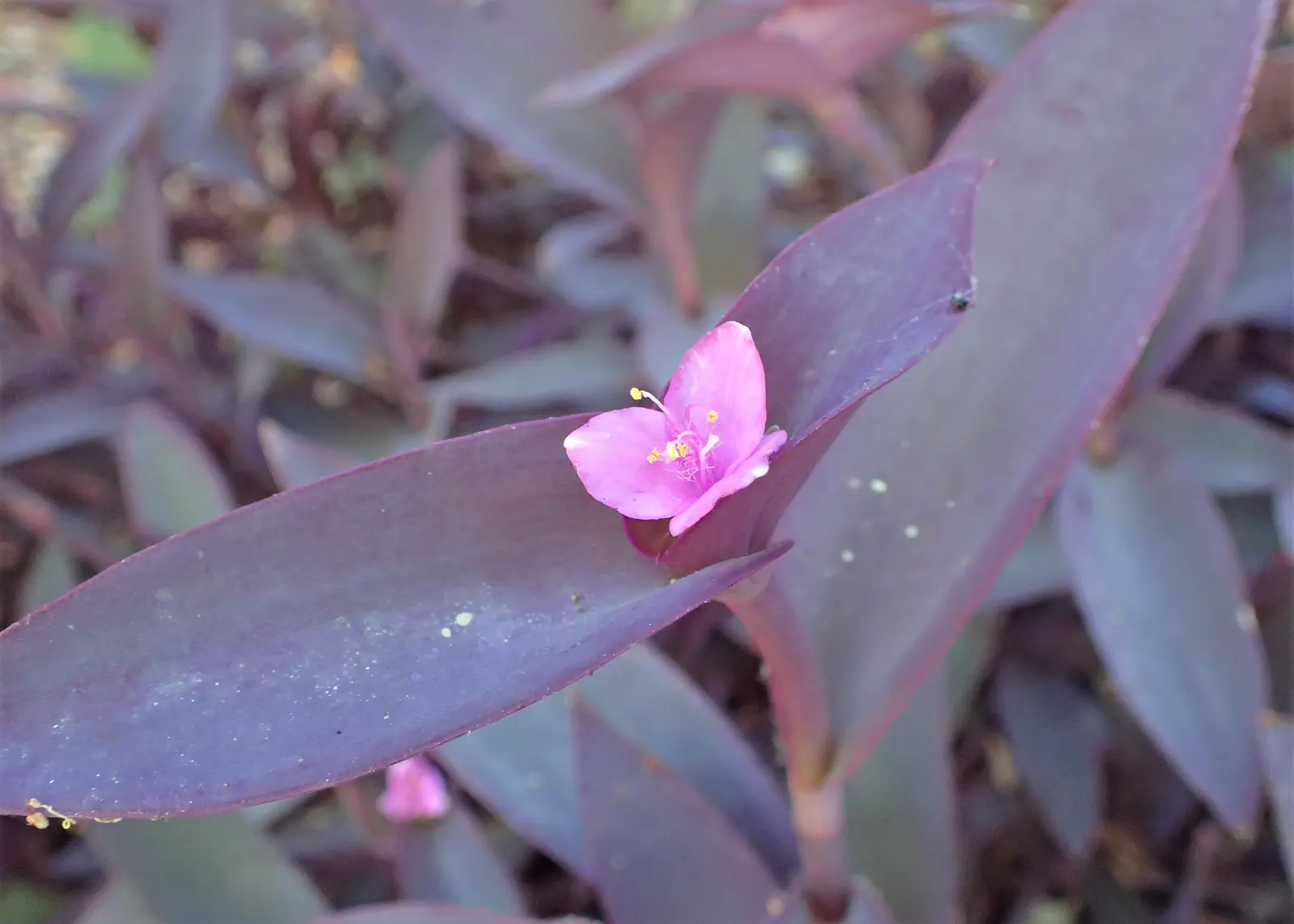Purple Heart, Purple Queen (Tradescantia Pallida 'Purpurea') — ground cover / perennial with lavender and pink and purple blooms; the Purple Heart propagates