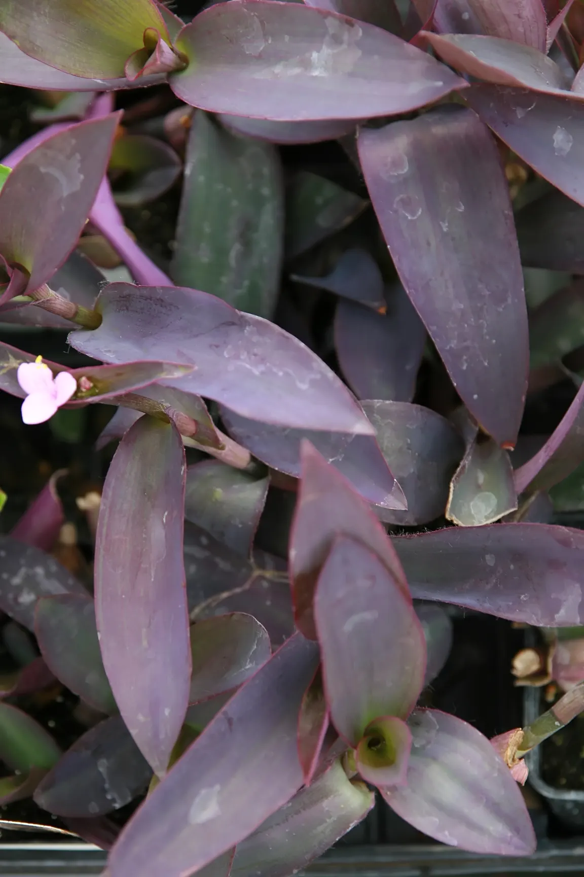 Purple Heart, Purple Queen (Tradescantia Pallida 'Purpurea') — Small, three-petaled pale pink flowers complement its vibrant foliage in summer, image 73