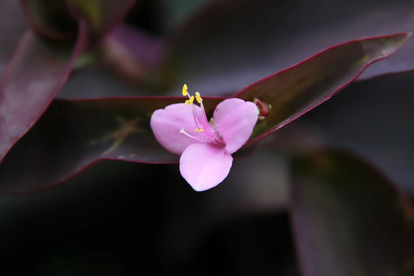 Purple Heart, Purple Queen (Tradescantia Pallida 'Purpurea') — It should be noted that the sap may cause skin irritation