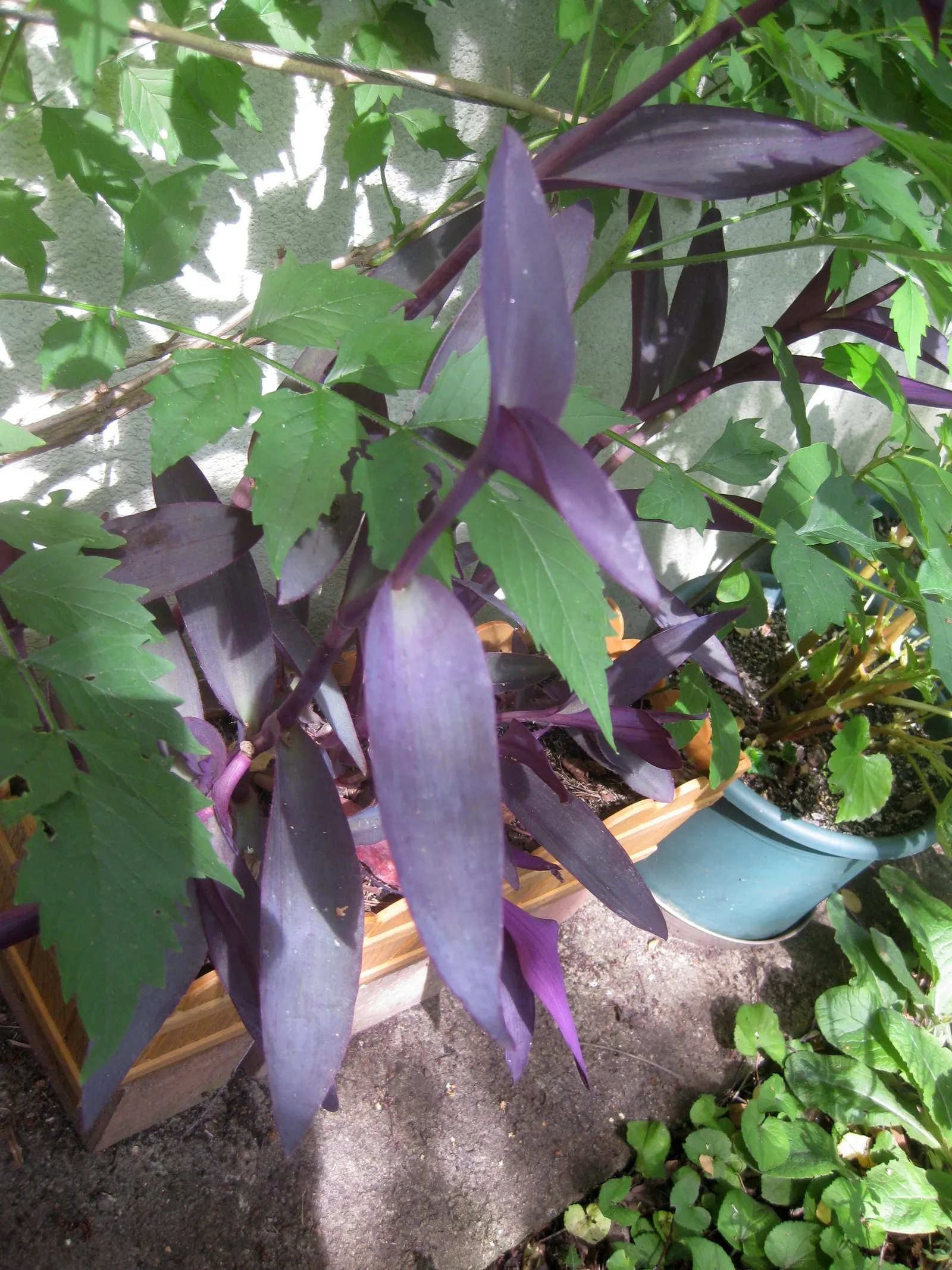 Purple Heart, Purple Queen (Tradescantia Pallida 'Purpurea') — lavender and pink and purple flowers in the garden; is a striking perennial plant that adds a