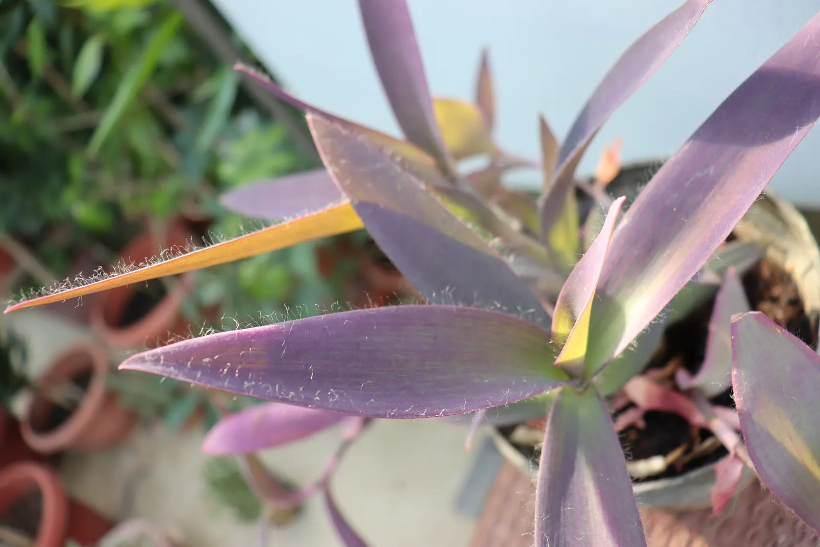 Purple Heart, Purple Queen (Tradescantia Pallida 'Purpurea') — makes it perfect for ground cover