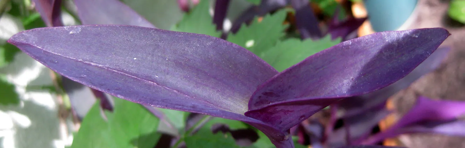 Purple Heart, Purple Queen (Tradescantia Pallida 'Purpurea') — reaching 16 to 18 inches in height and spreading 24 to 36 inches wide; offering a, image 117