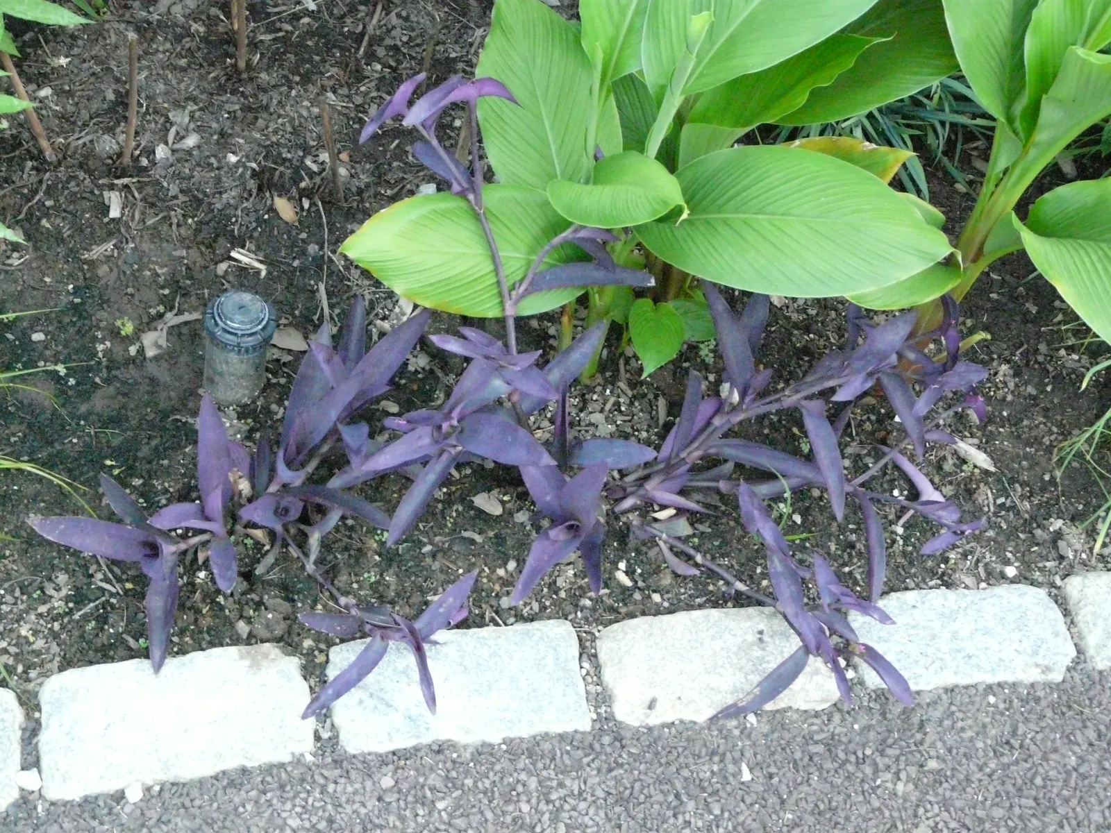 Purple Heart, Purple Queen (Tradescantia Pallida 'Purpurea') — offering a subtle contrast to the dominant purple hues of its leaves.<br><br>For optimal growth