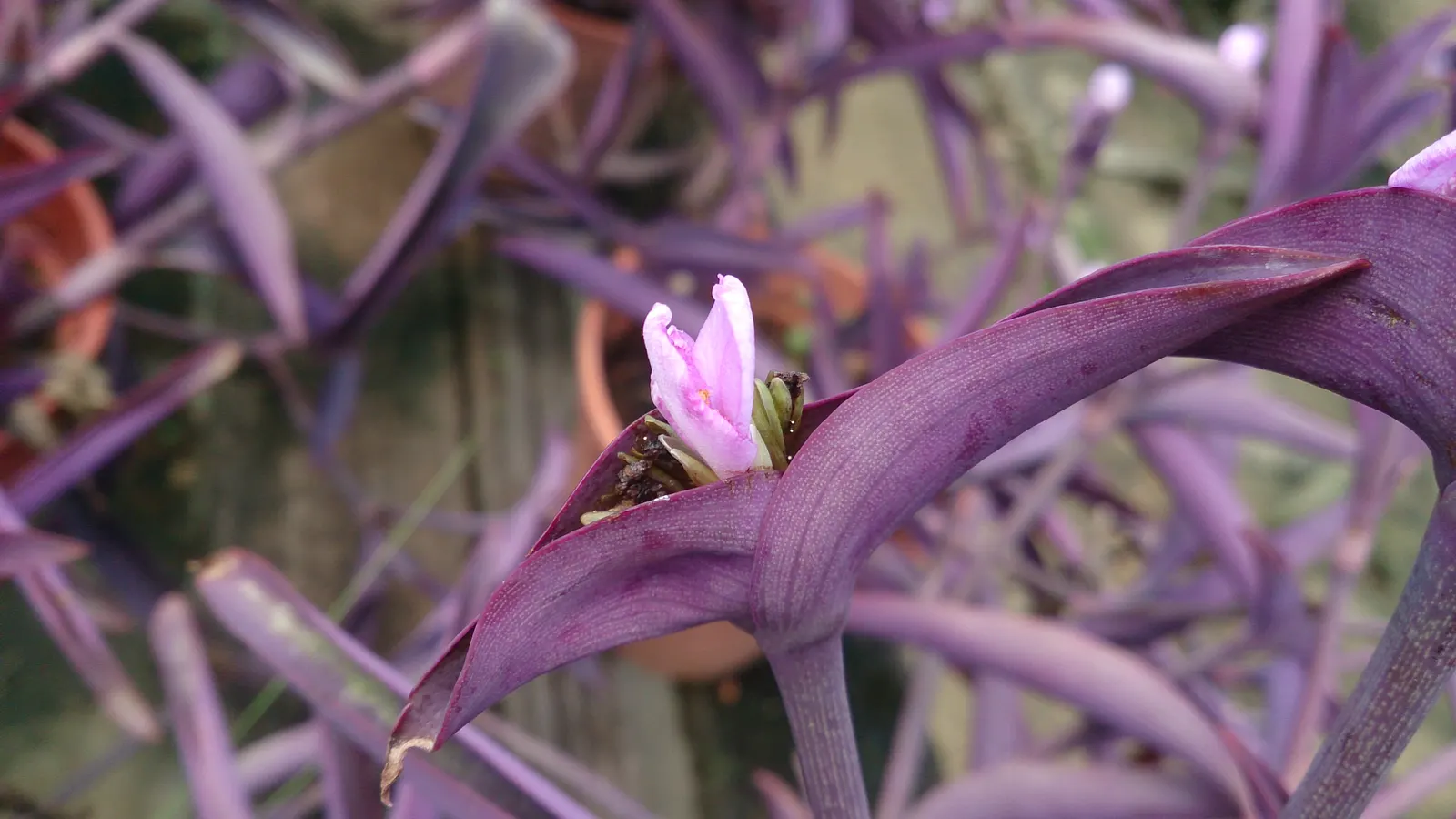 Purple Heart, Purple Queen (Tradescantia Pallida 'Purpurea') — the Purple Heart enjoys full sun to partial shade and prefers well-drained soil, image 53