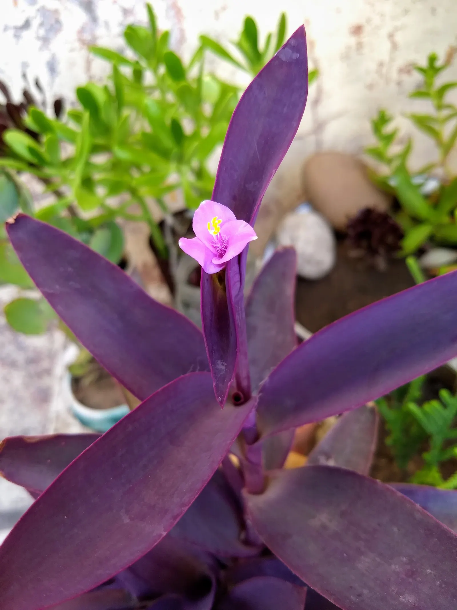 Purple Heart, Purple Queen (Tradescantia Pallida 'Purpurea') — is a striking perennial plant that adds a vivid splash of color to your landscape, image 52