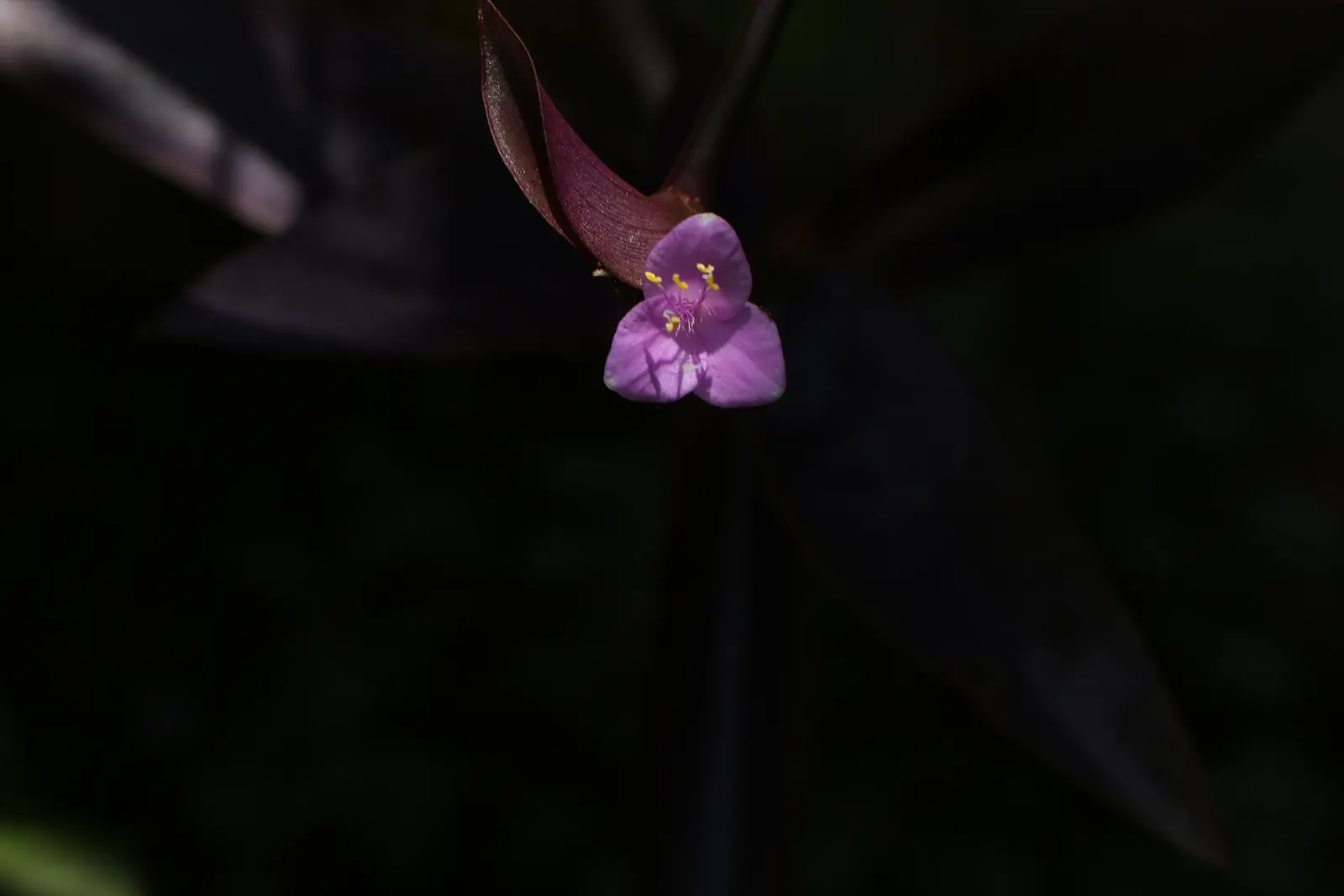 Purple Heart, Purple Queen (Tradescantia Pallida 'Purpurea') — reaching 16 to 18 inches in height and spreading 24 to 36 inches wide; offering a, image 94