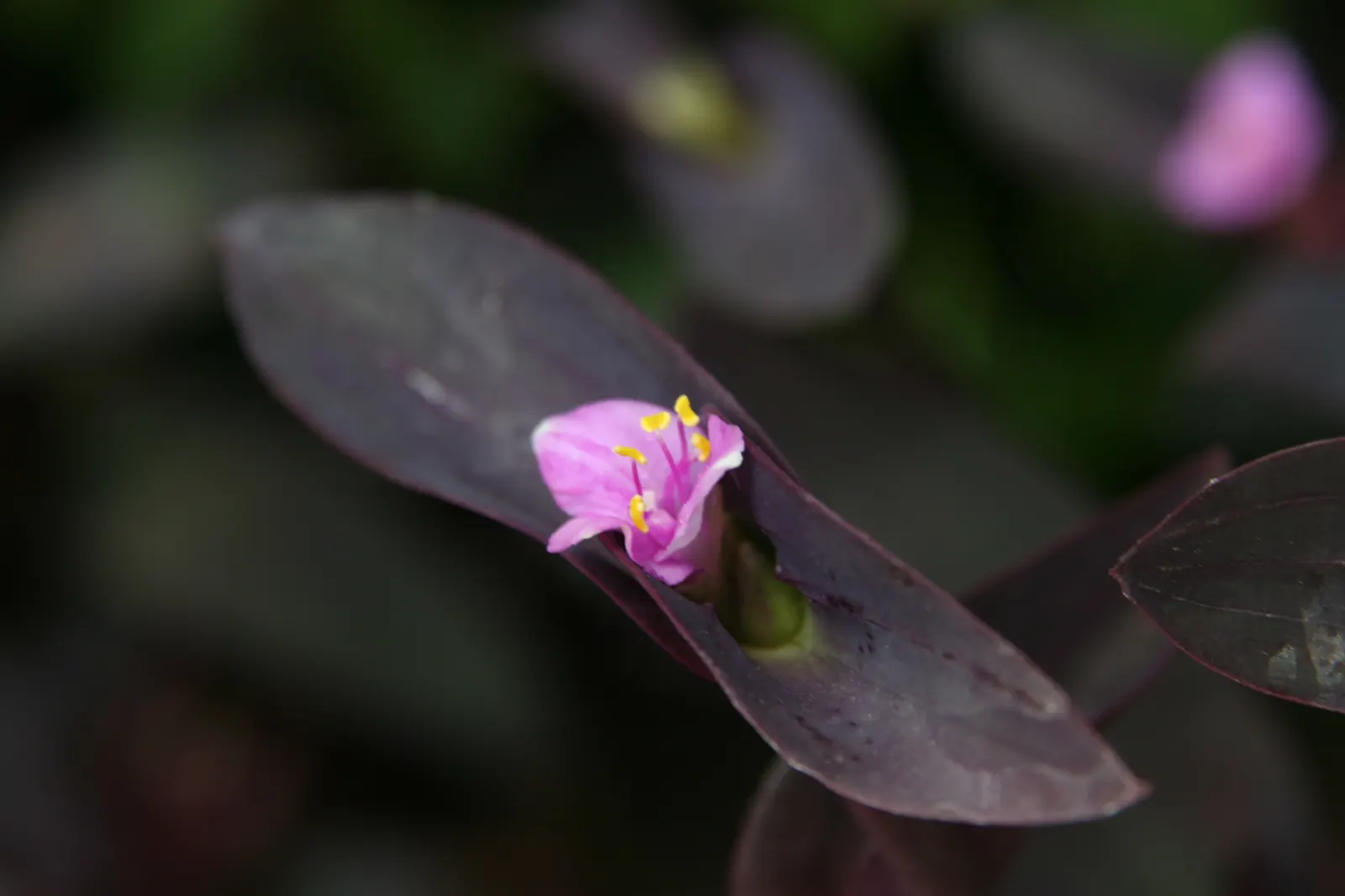 Purple Heart, Purple Queen (Tradescantia Pallida 'Purpurea') — reaching 16 to 18 inches in height and spreading 24 to 36 inches wide; offering a subtle