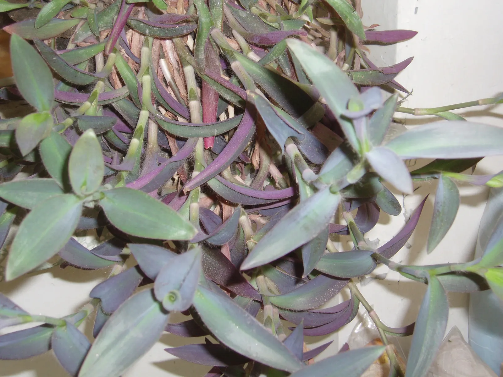 Purple Heart, Purple Queen (Tradescantia Pallida 'Purpurea') — Tradescantia pallida 'Purpurea,' commonly called Purple Heart or Purple Queen; small