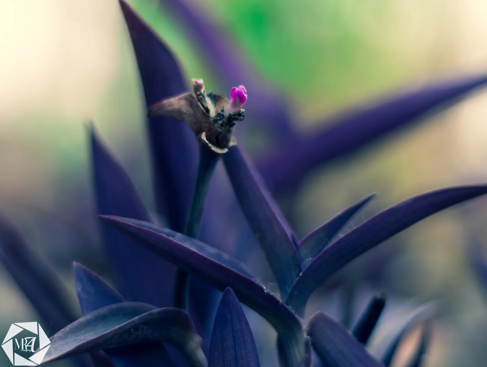Purple Heart, Purple Queen (Tradescantia Pallida 'Purpurea') — Its foliage retains its vibrant color best when exposed to several hours of sunlight per day