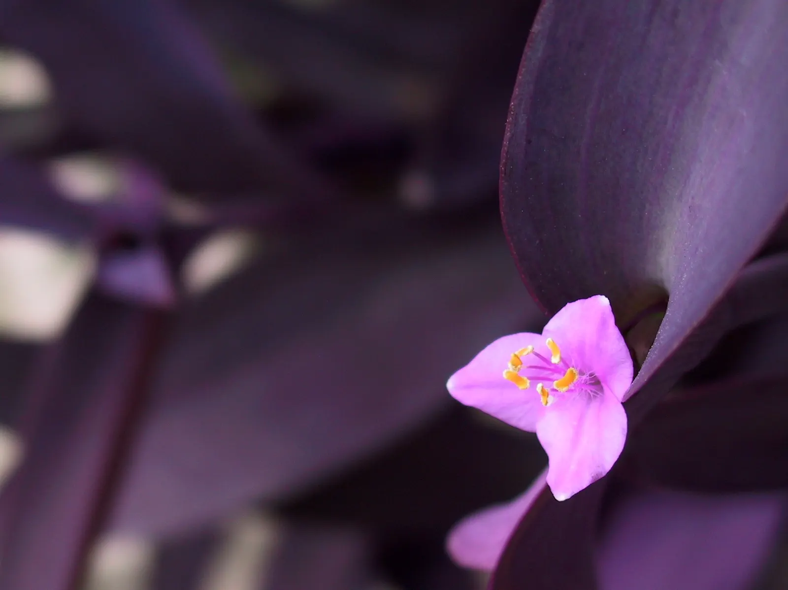 Purple Heart, Purple Queen (Tradescantia Pallida 'Purpurea') — Its foliage retains its vibrant color best when exposed to several hours of sunlight, image 100