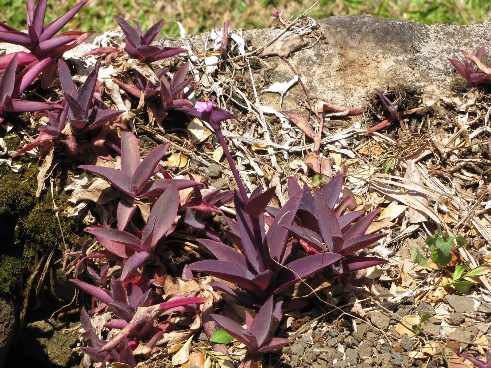 Purple Heart, Purple Queen (Tradescantia Pallida 'Purpurea') — In addition to its foliage; the Purple Heart is suitable for borders, image 78