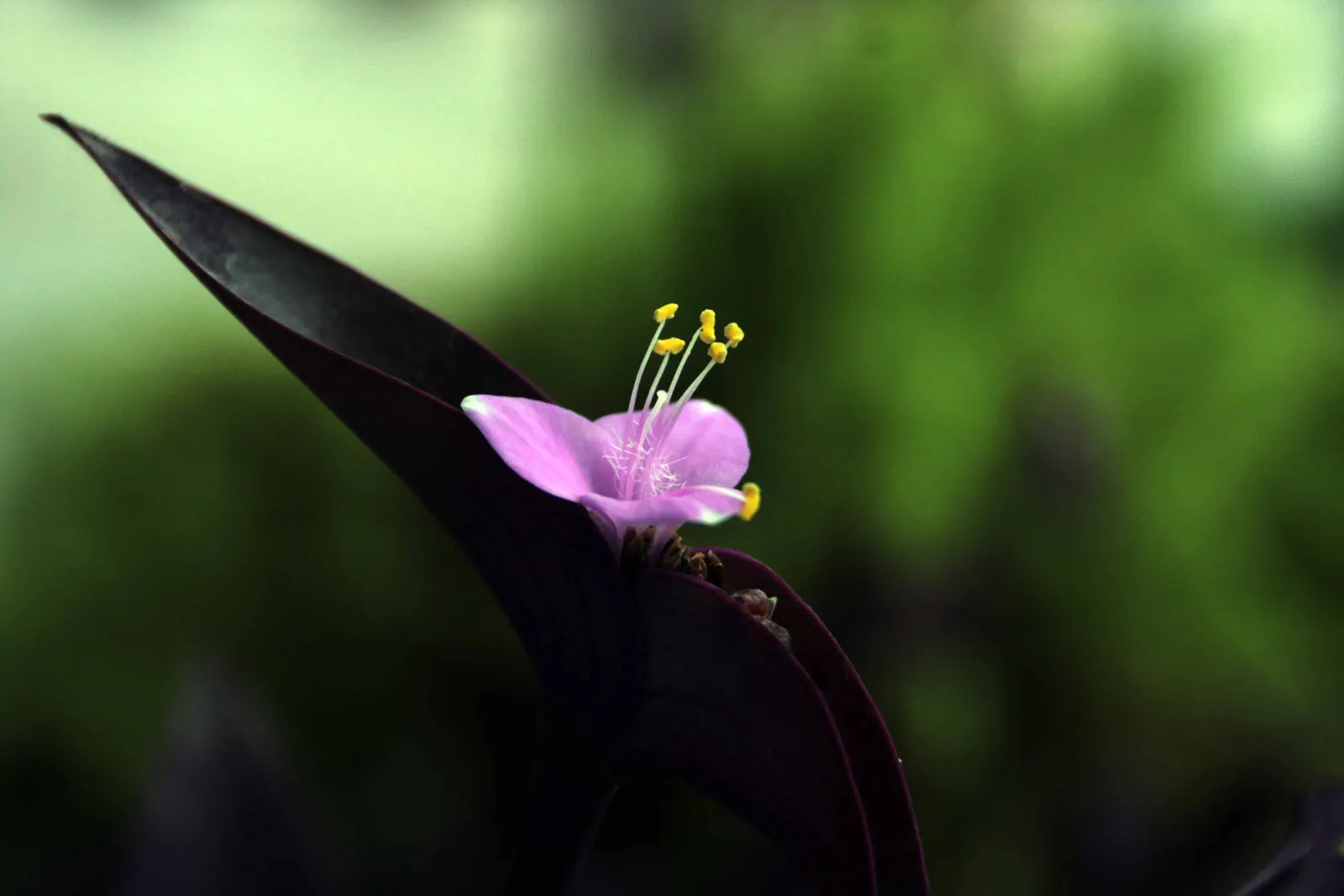 Purple Heart, Purple Queen (Tradescantia Pallida 'Purpurea') — so handling with gloves is recommended; and as a covetable ground cover, image 111