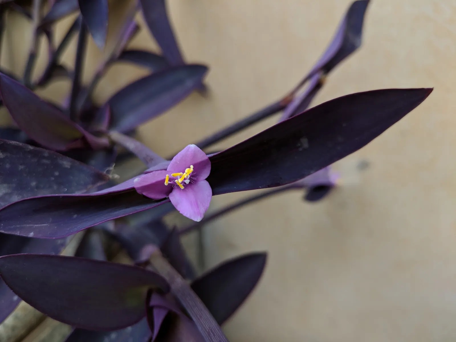 Purple Heart, Purple Queen (Tradescantia Pallida 'Purpurea') — and it's best to keep it away from pets as it can be toxic if ingested; ground cover / perennial