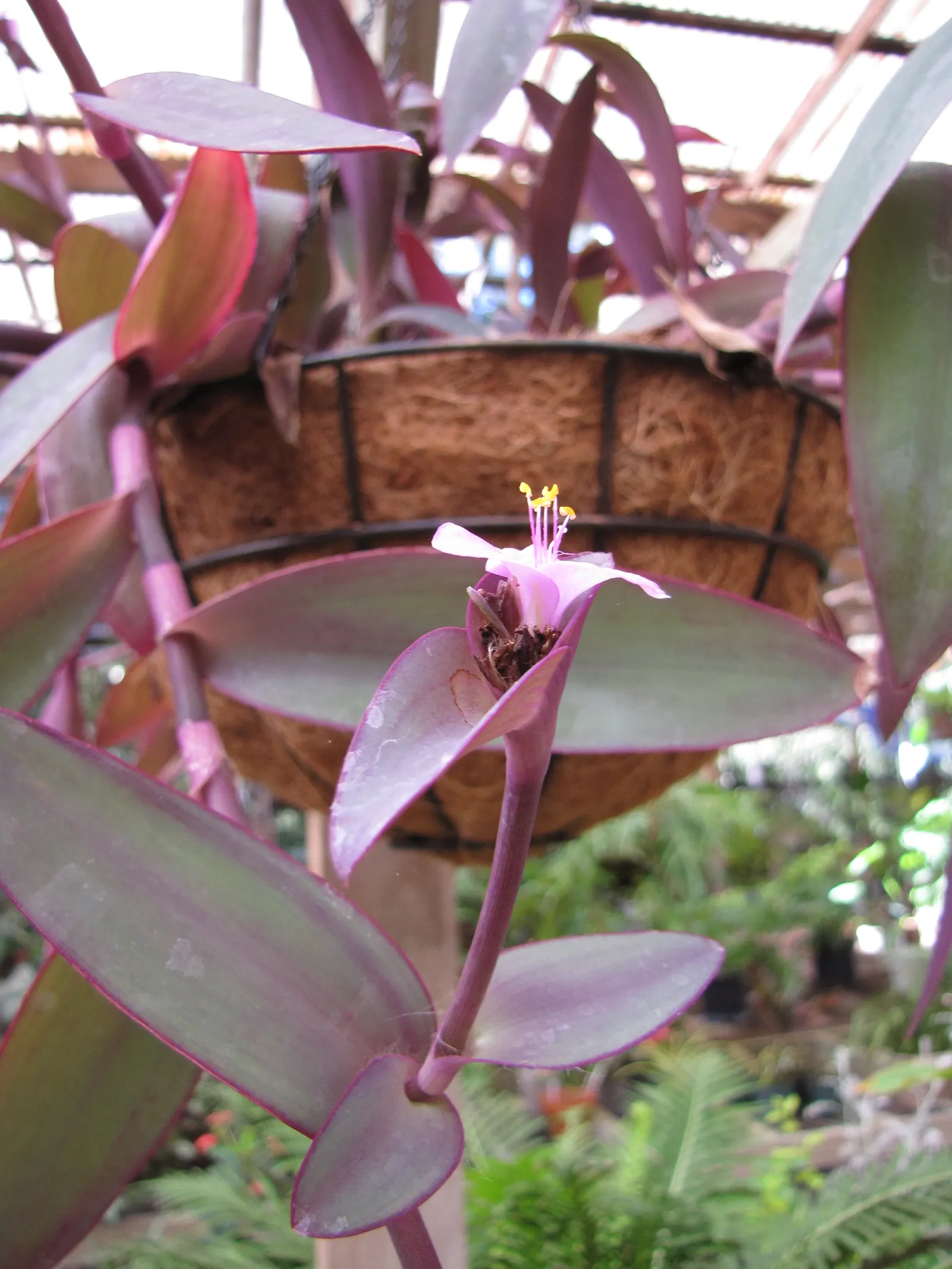 Purple Heart, Purple Queen (Tradescantia Pallida 'Purpurea') — commonly referred to as Purple Heart or Purple Queen; in addition to its foliage, image 120