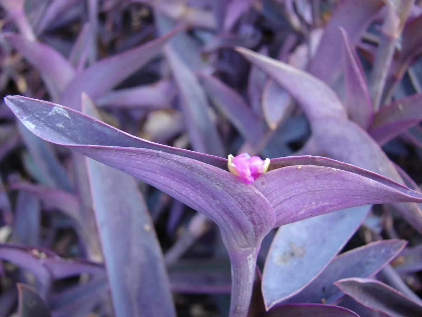 Purple Heart, Purple Queen (Tradescantia Pallida 'Purpurea') — small pink or purple flowers may bloom in the summer