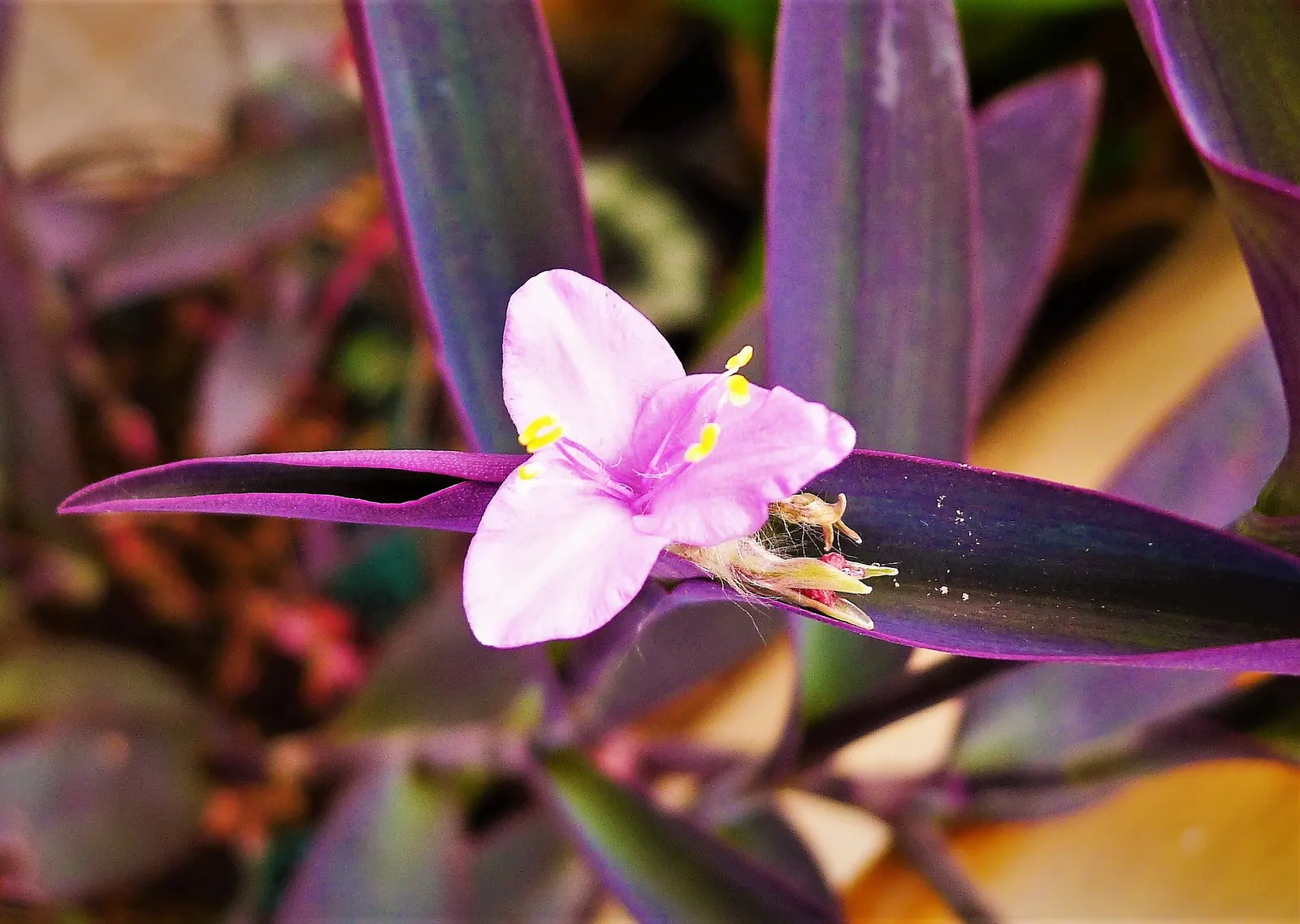 Purple Heart, Purple Queen (Tradescantia Pallida 'Purpurea') — ground cover / perennial for full or half or shade; and it's best to keep it away, image 69